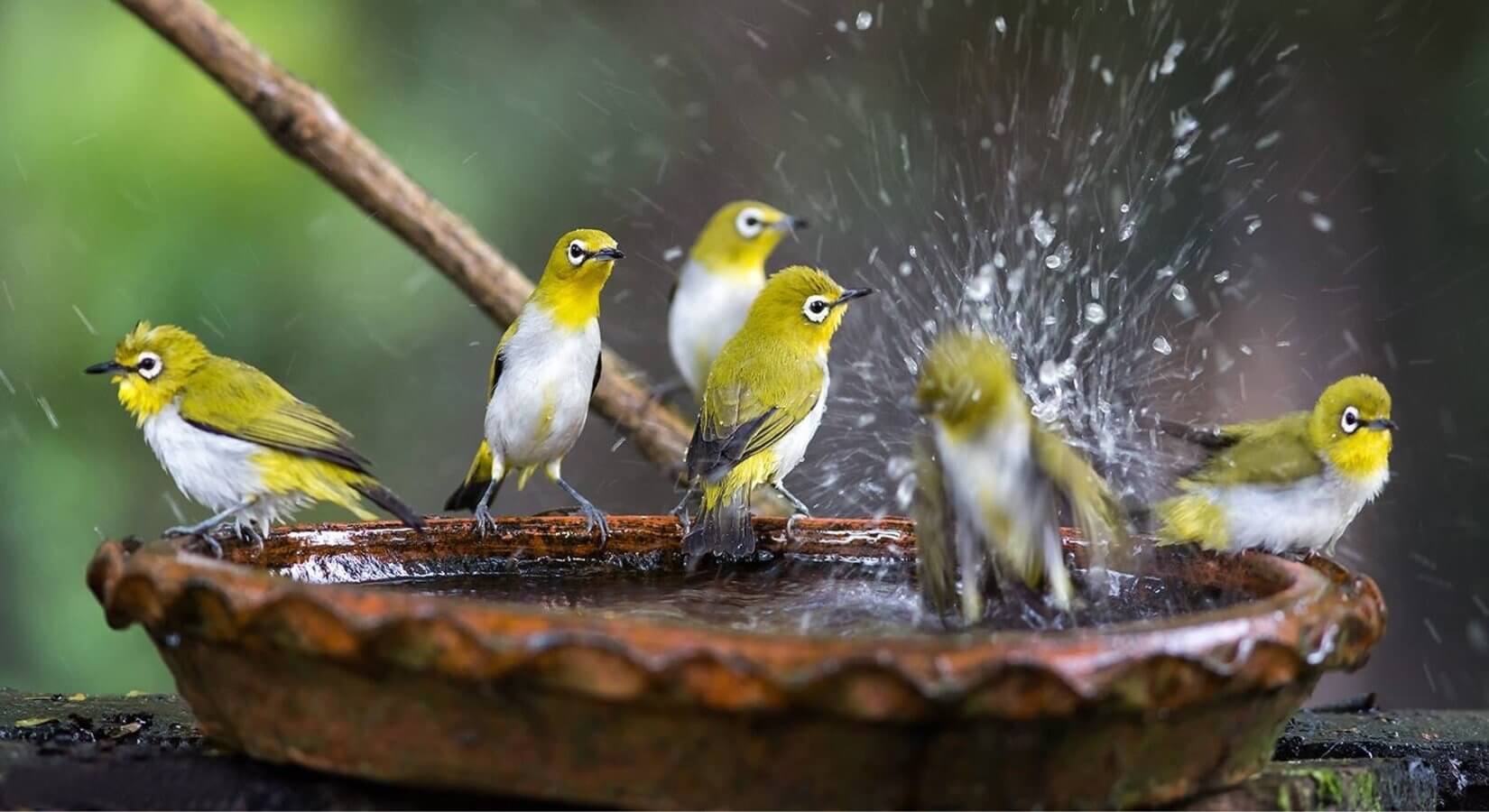 A group of birds perched in a bird bath.