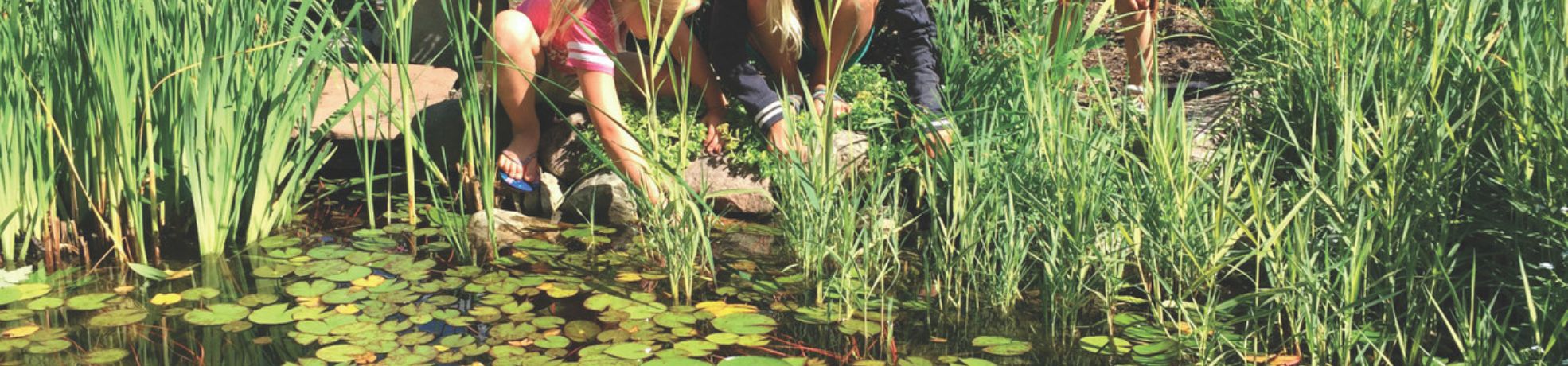 Landscape Ponds & Pondless Waterfalls
