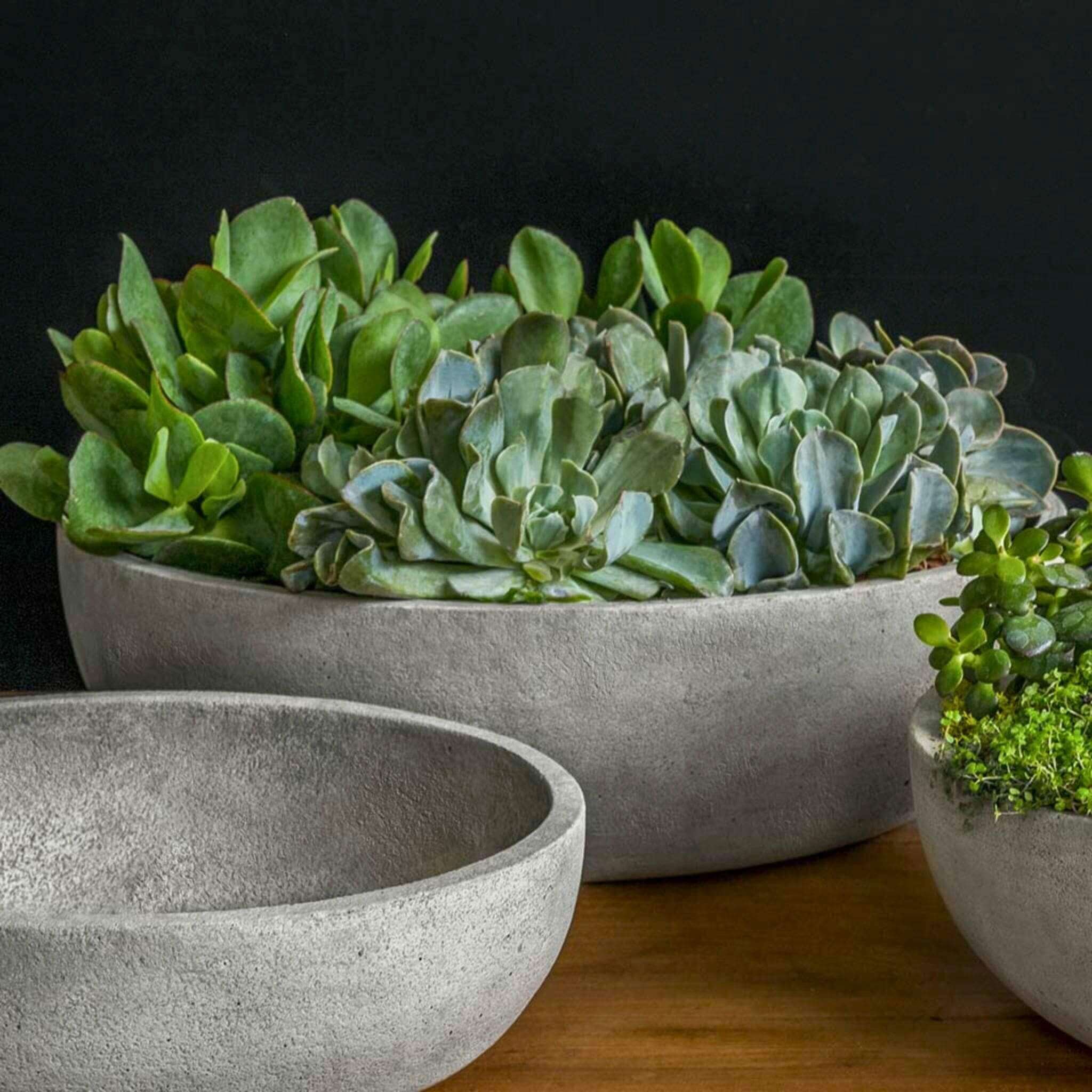 Terrace Bowl Large Concrete Planter - Campania #P896