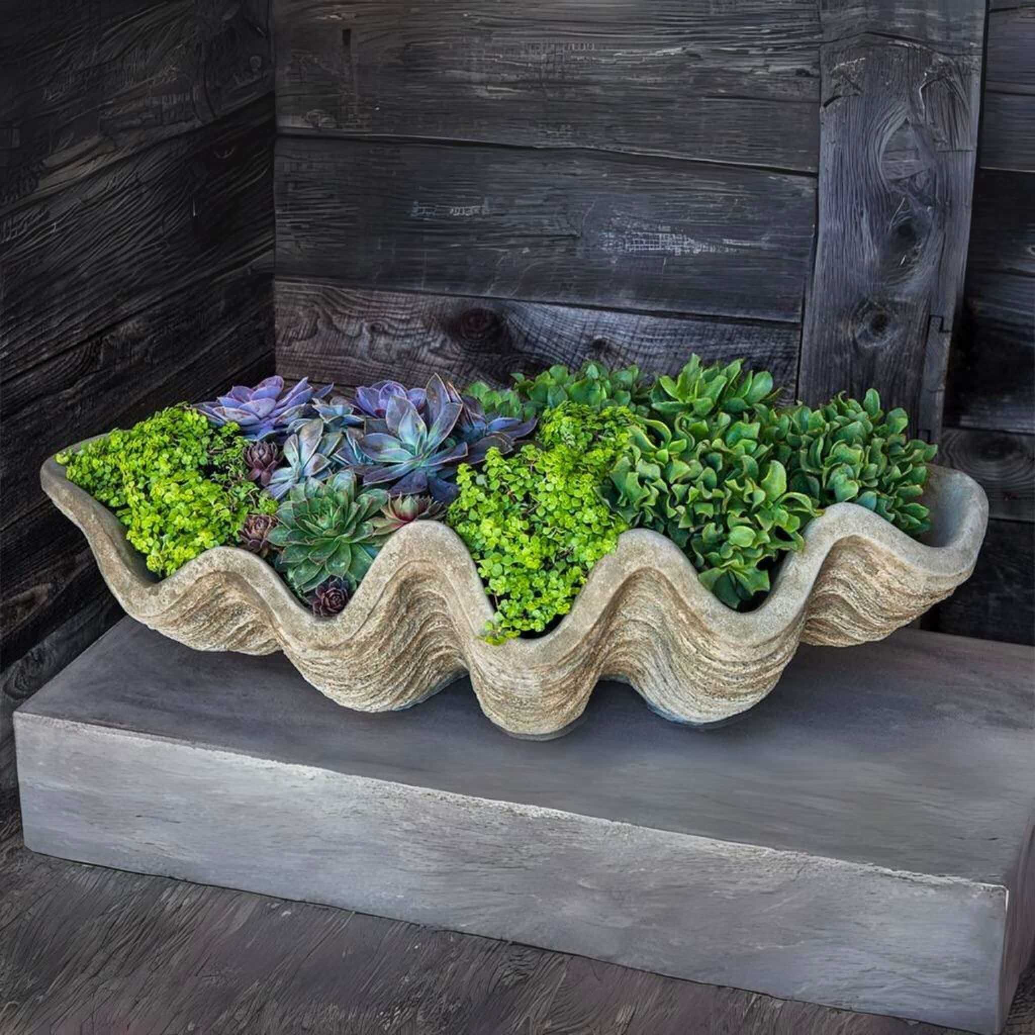 South Seas Large Concrete Shell Planter - Campania #W106