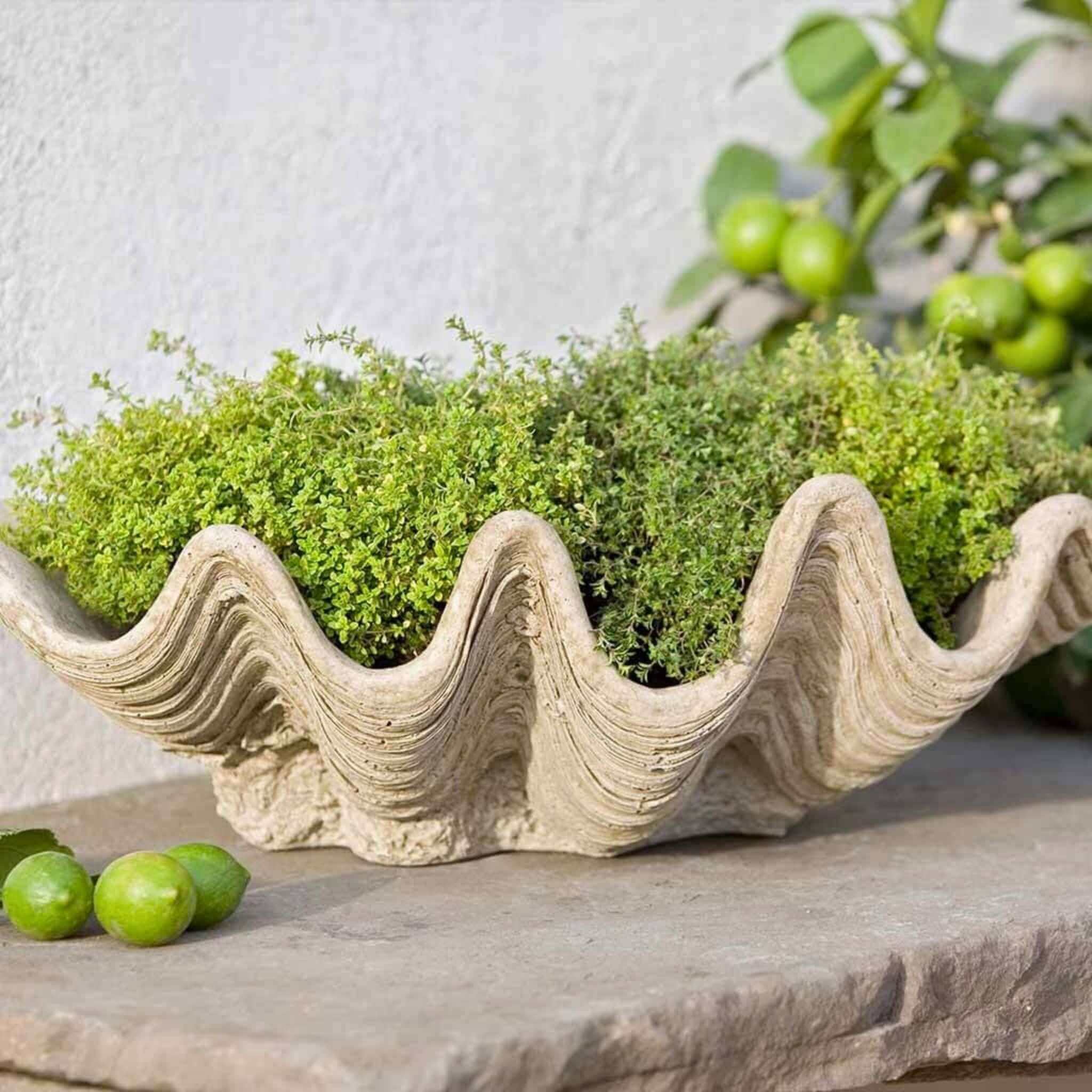 South Seas Concrete Planter - Campania #P441