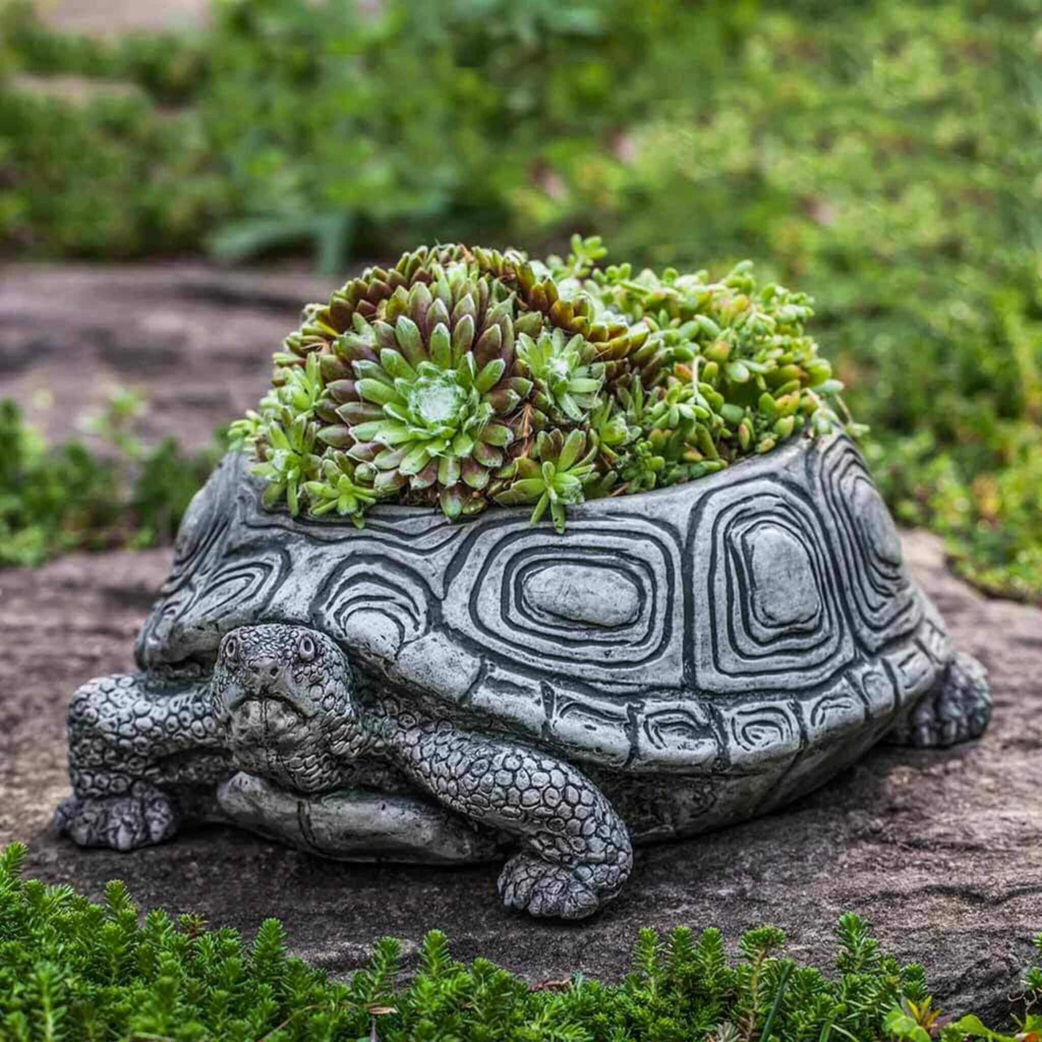 succulent turtle planter Campania International Small Turtle Planter