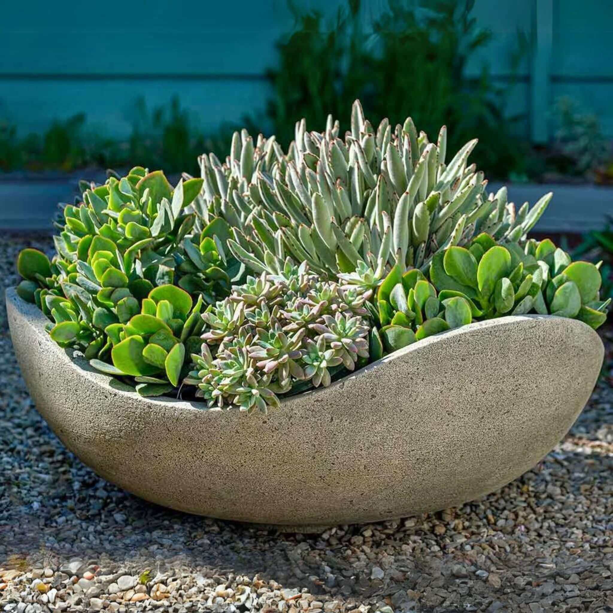 outdoor succulent planter Campania International | Wave Bowl Alpine Stone
