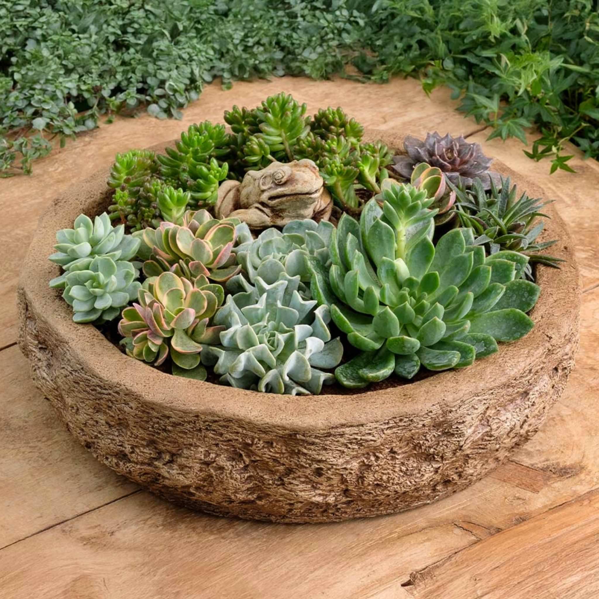 Forest Frog Concrete Planter - Campania #P998