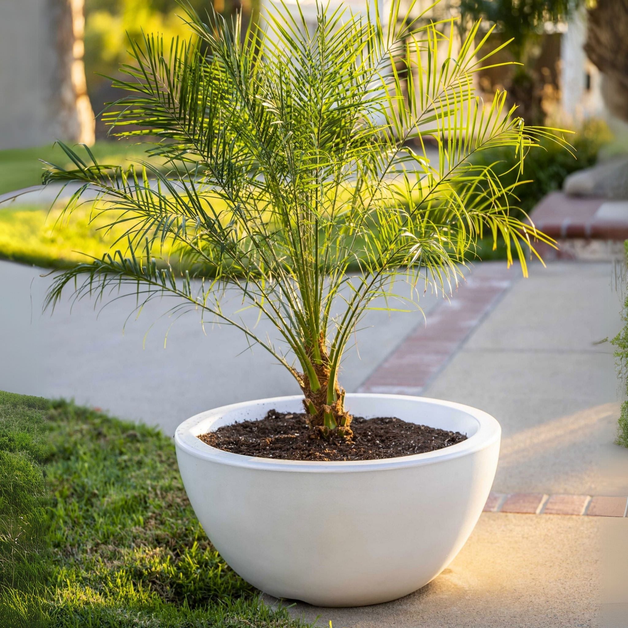 "Luna" Concrete Planter Bowl - The Outdoor Plus