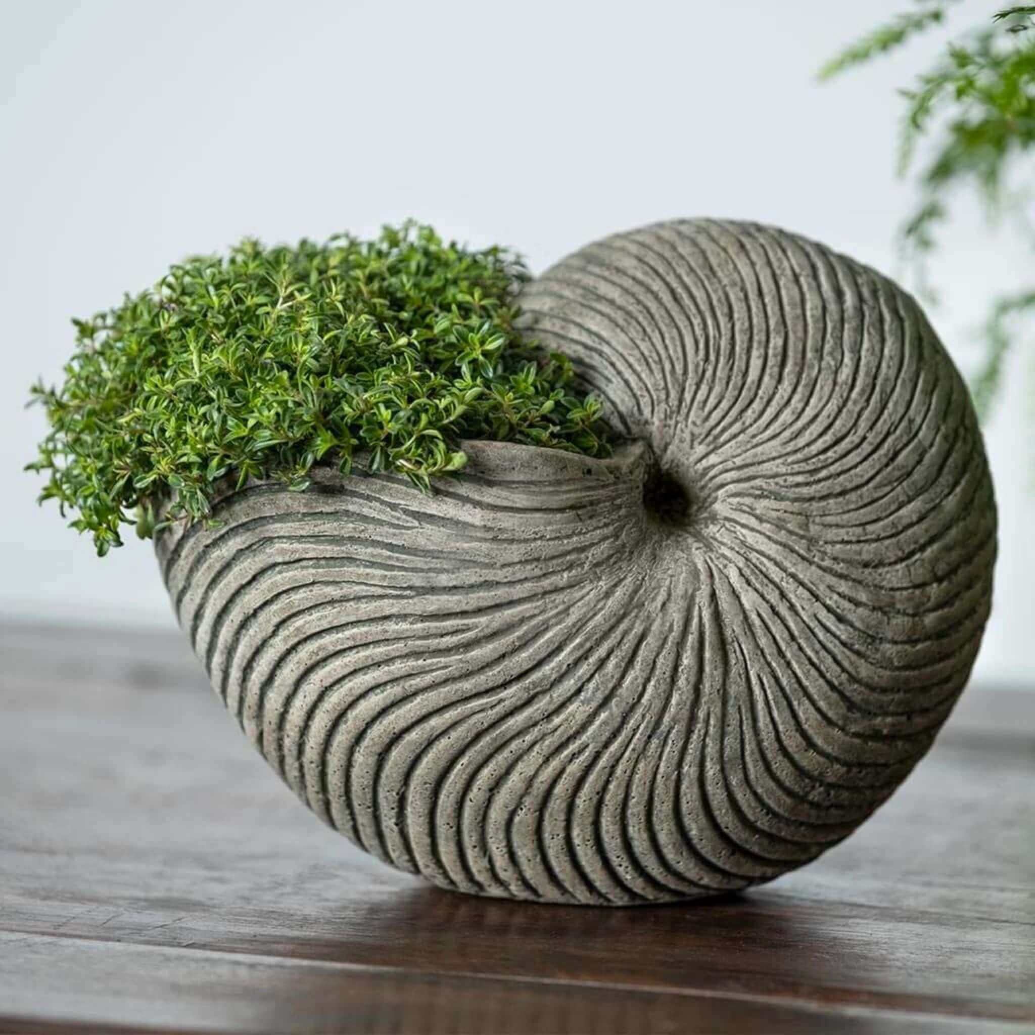 Ammonite Concrete Planter - Campania #P939