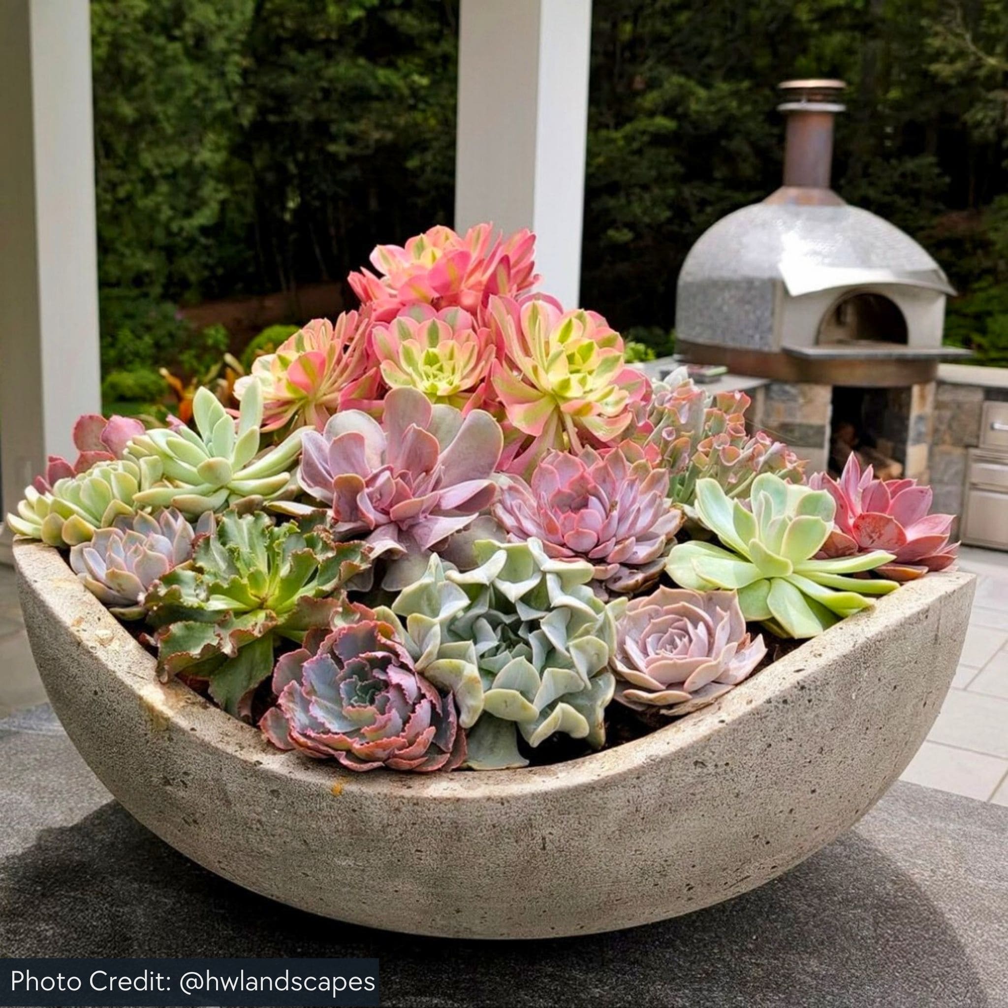 Wave Bowl Concrete Planter - Campania #P887