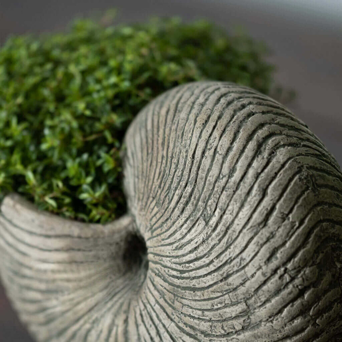 Ammonite Concrete Planter - Campania #P939