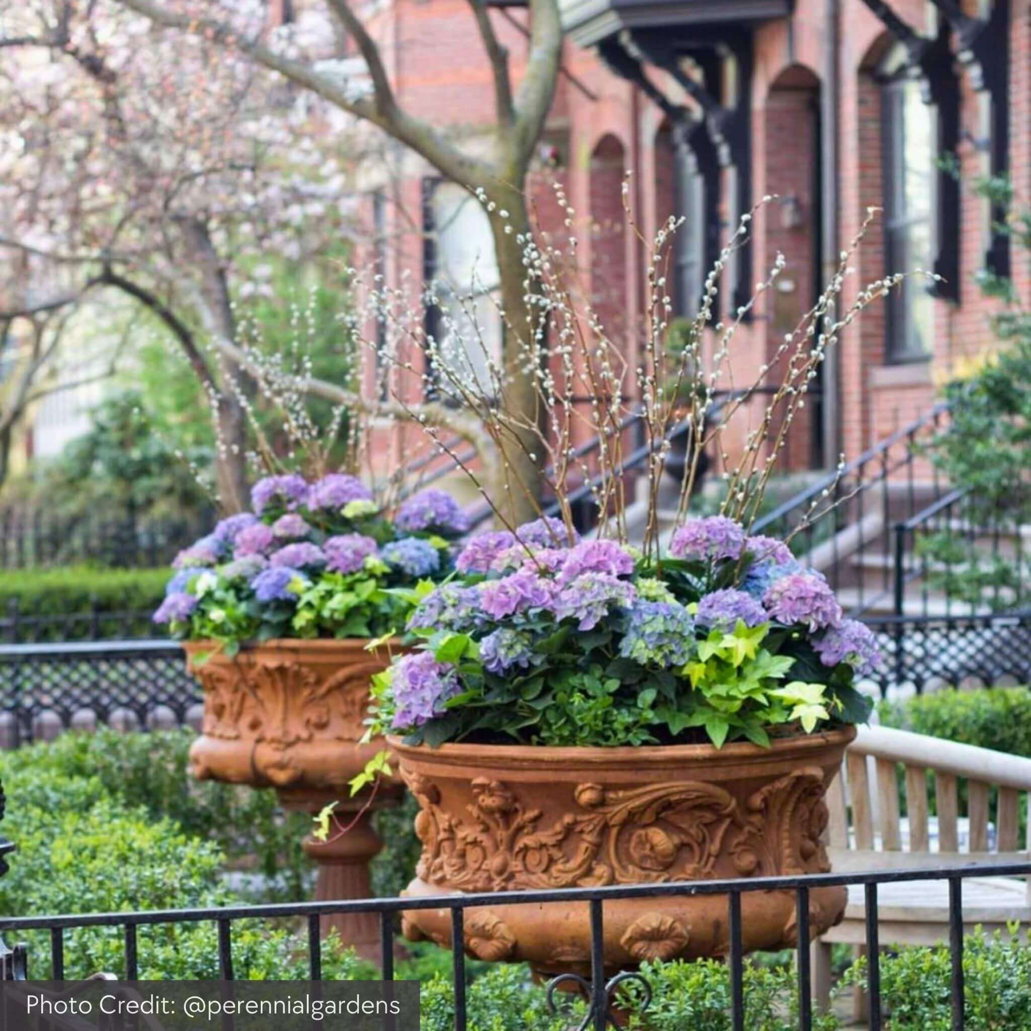 Smithsonian Morning Glory Concrete Urn Planter - Campania #P0529