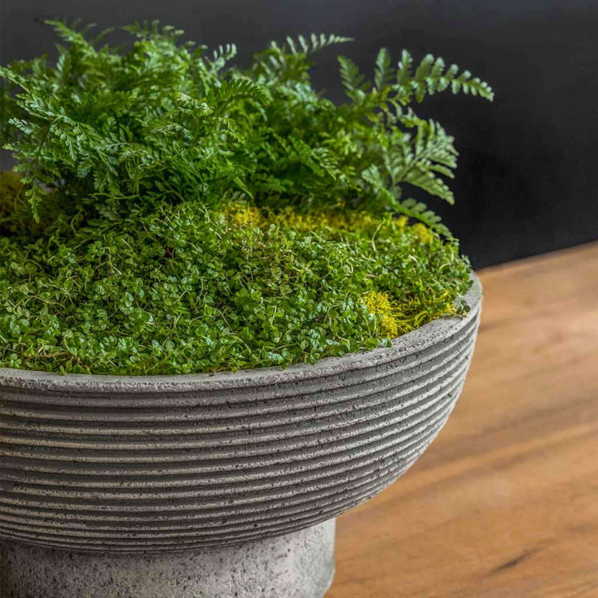 Calistoga Concrete Bowl Planter - Campania #P899