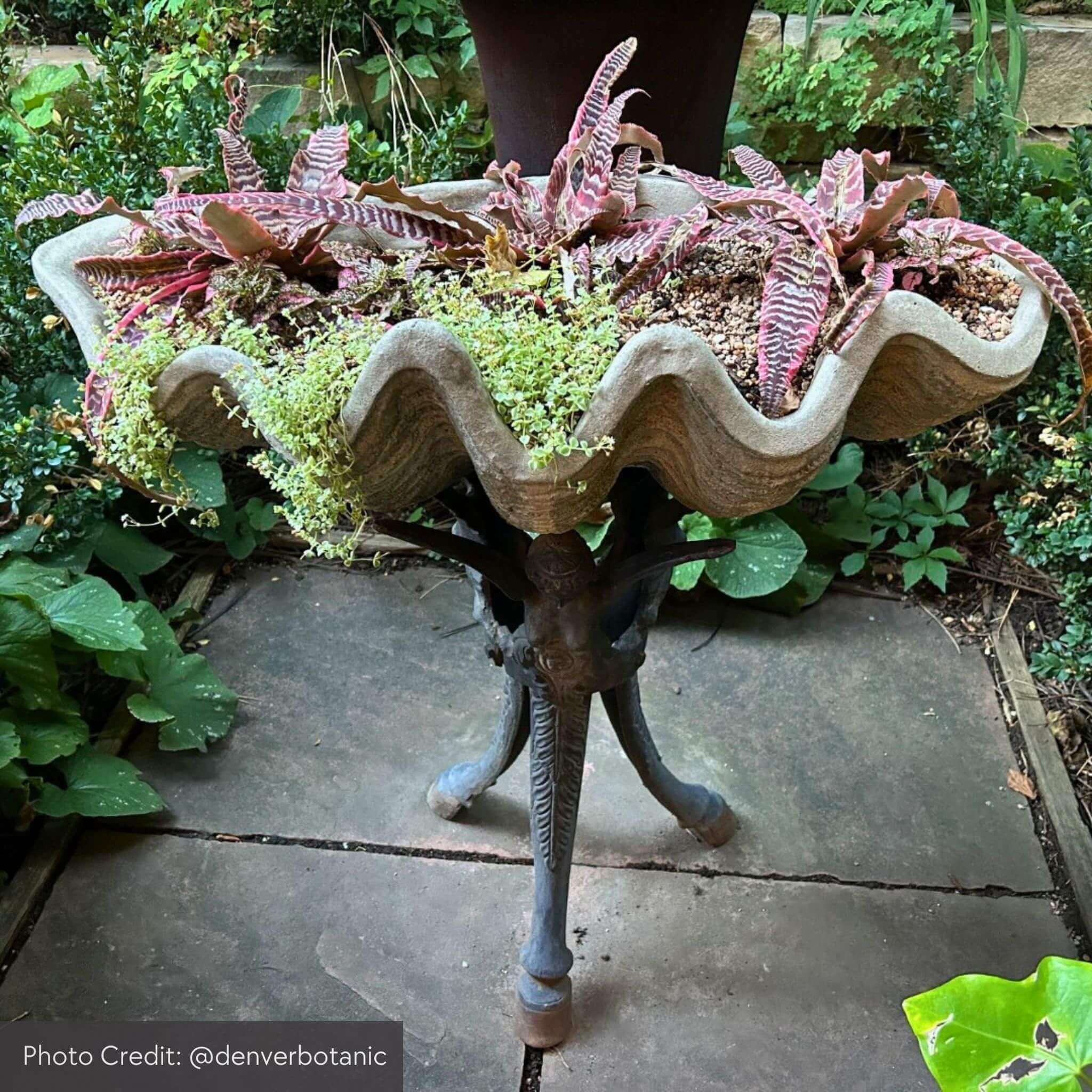 South Seas Large Concrete Shell Planter - Campania #W106