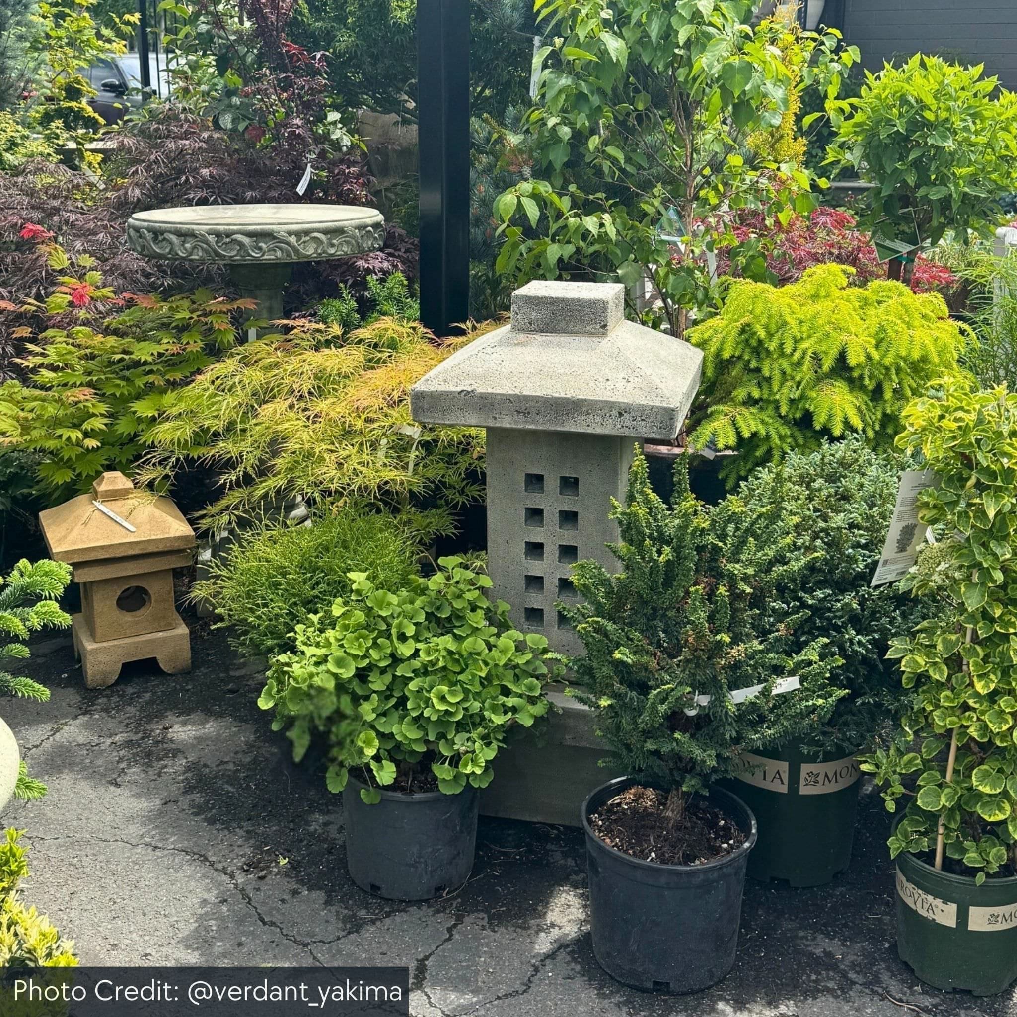 Campania OR-105 Naka Lantern Concrete Garden Statue - Luxury Asian Decor