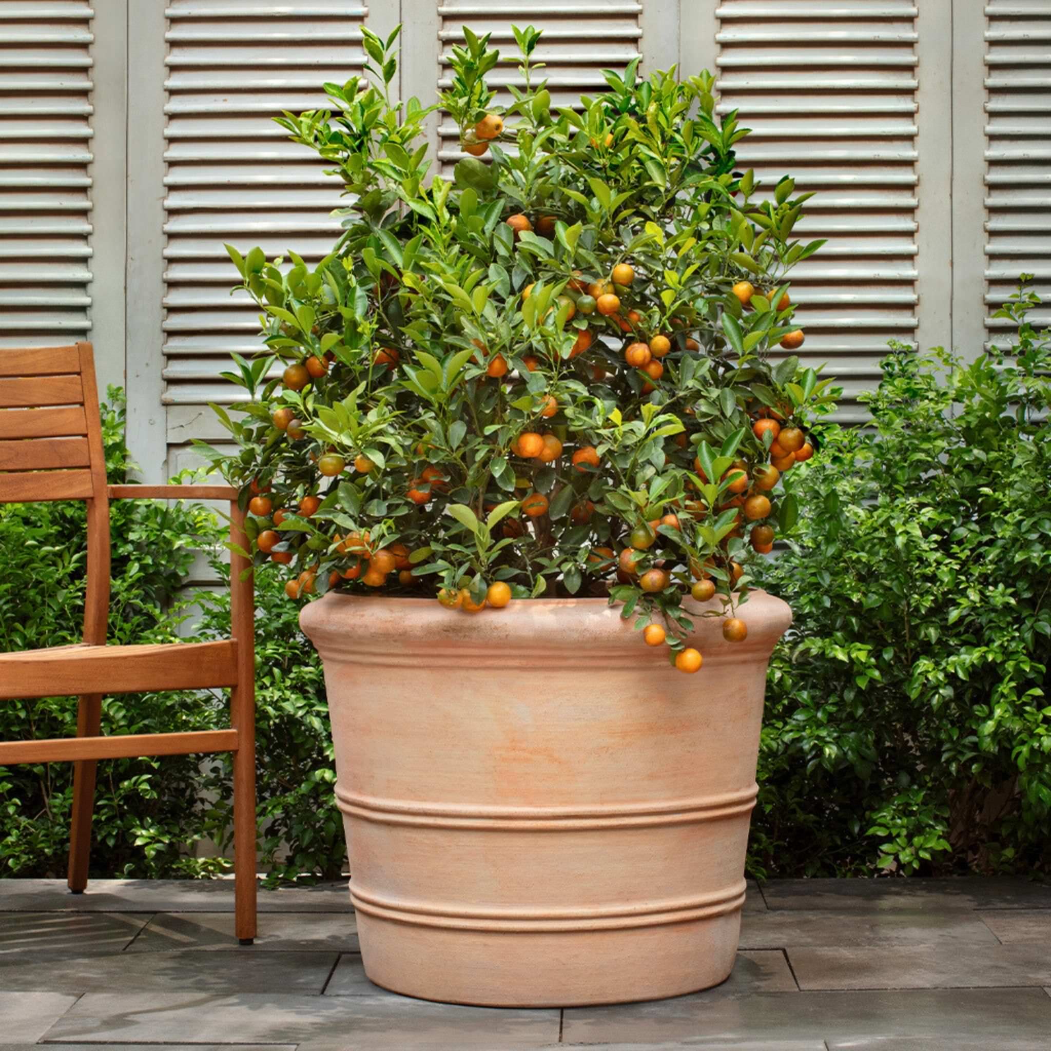 Classic Orangerie Set of 3 Terra Cotta Planters - Campania #8360