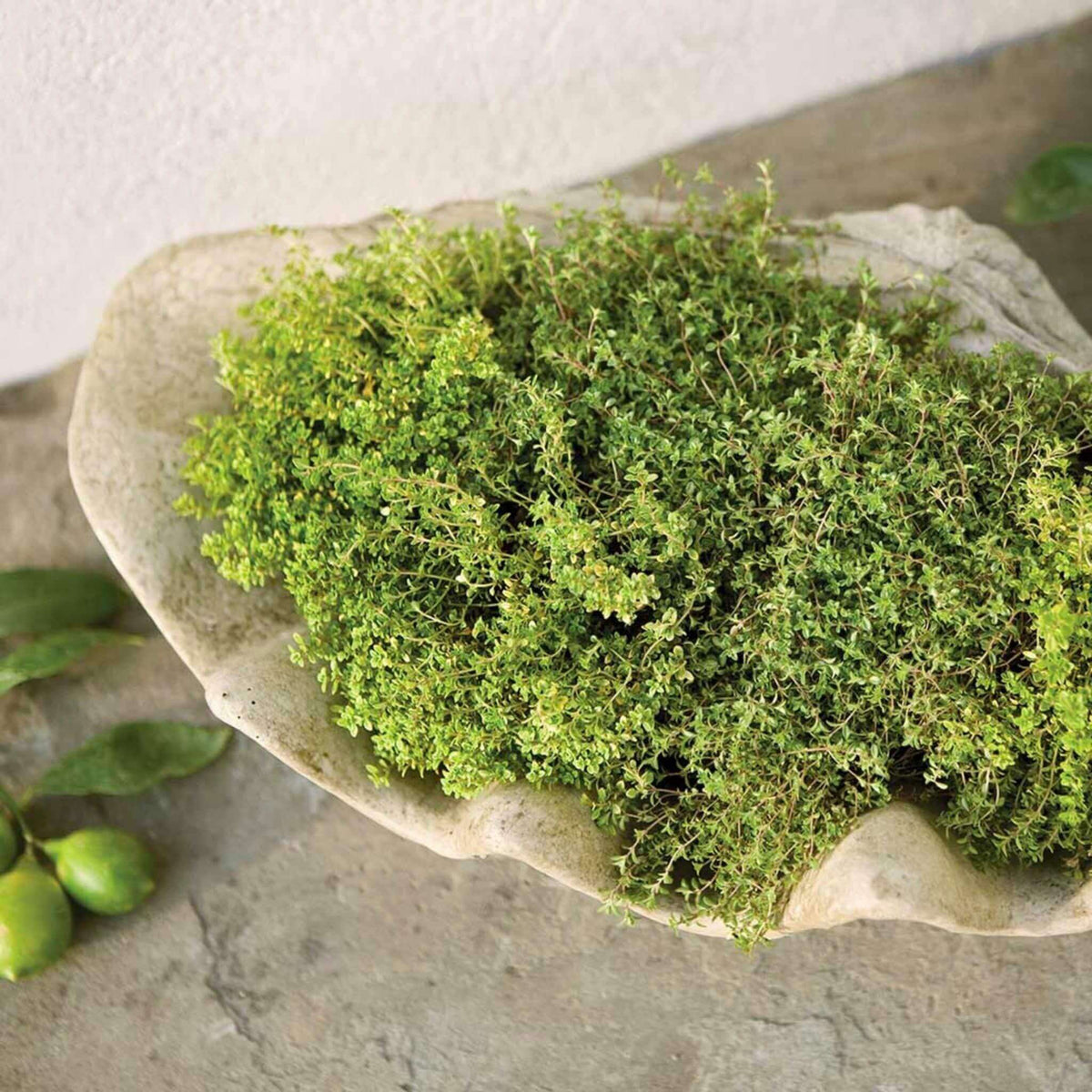 South Seas Concrete Planter - Campania #P441