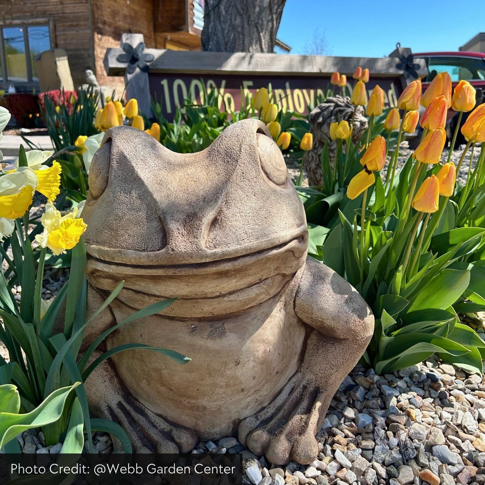 Giant Garden Frog Concrete Statue - Campania #A224
