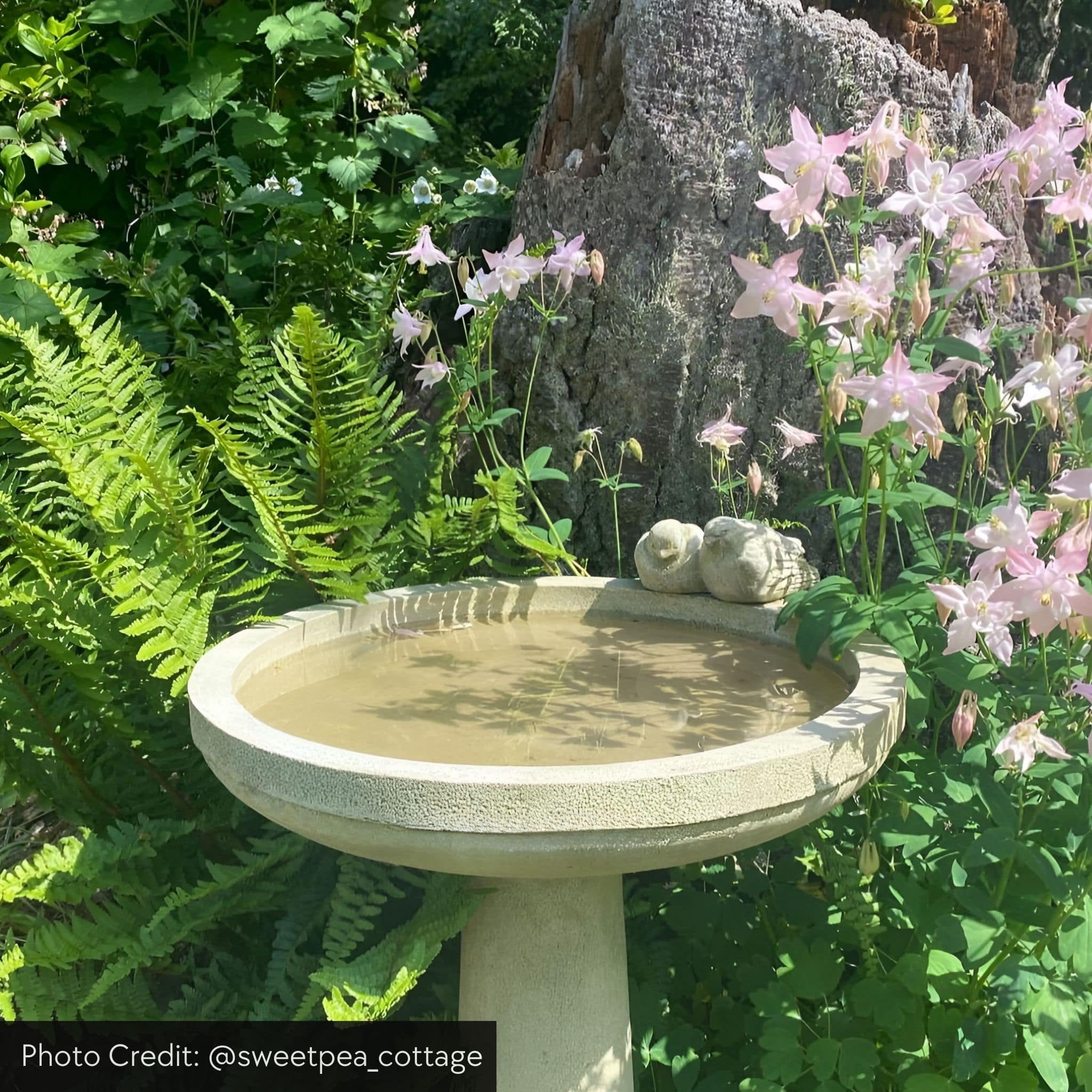 Juliet Concrete Bird Bath - Campania #B143