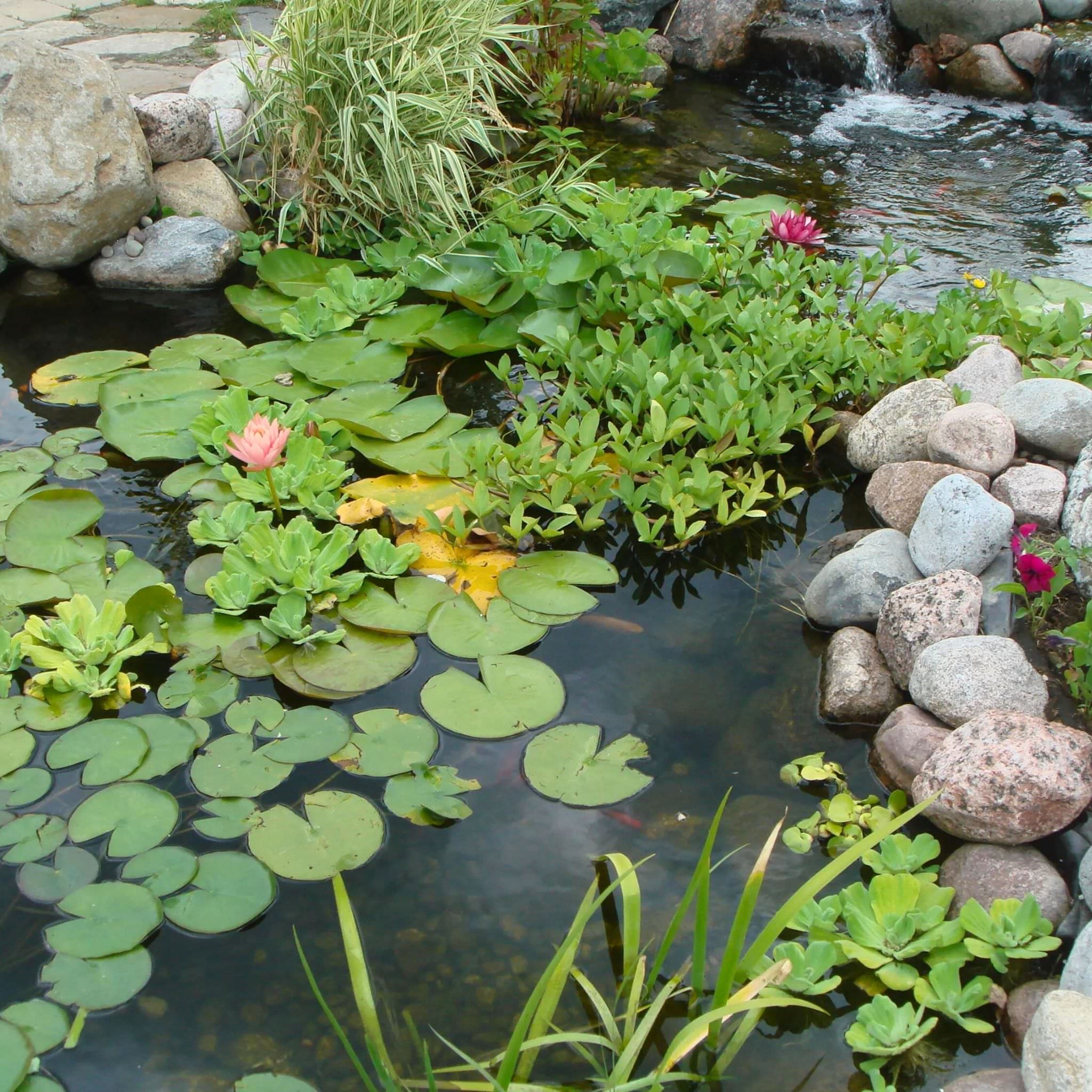 Large Pond DIY Kit - Blue Thumb
