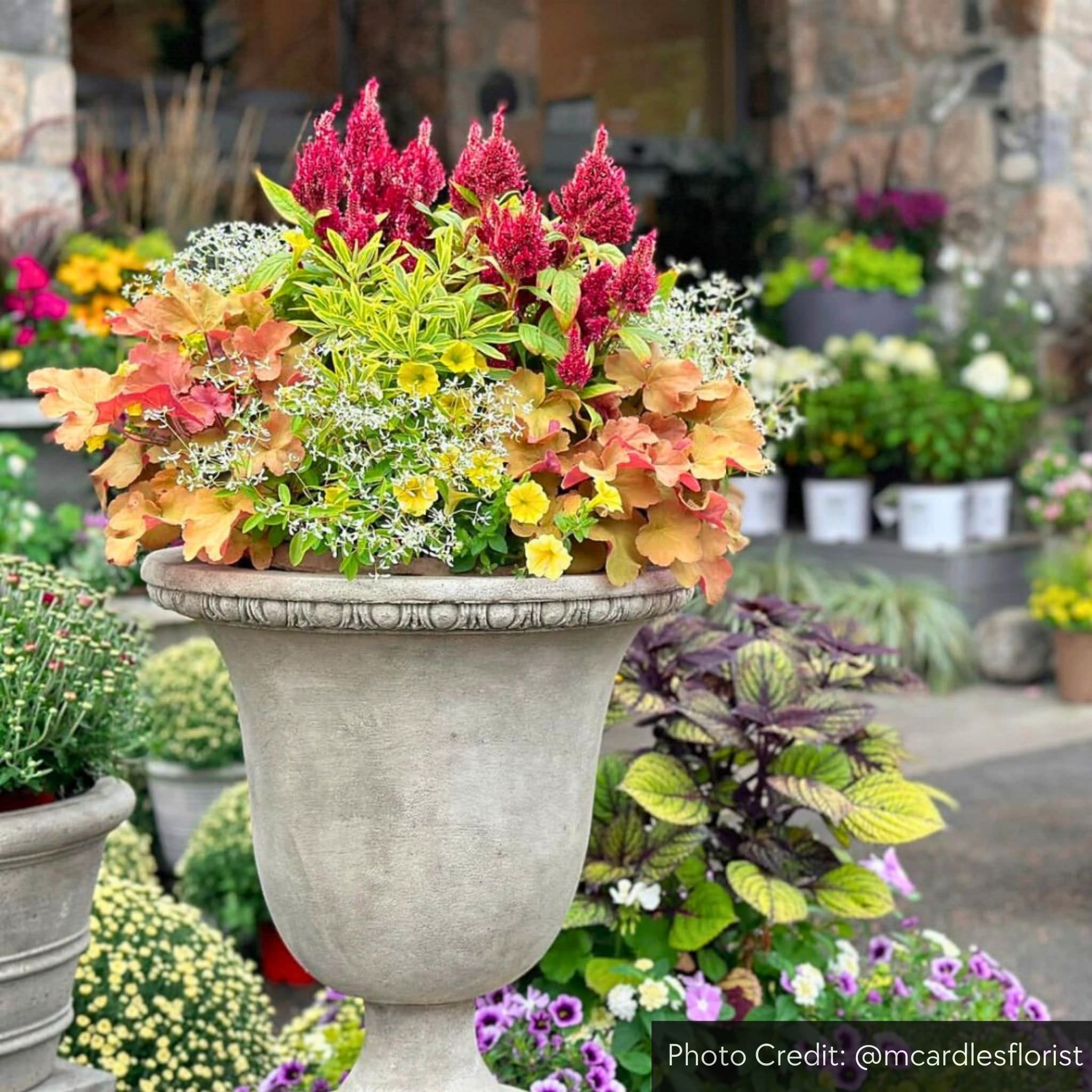 Williamsburg Egg & Dart Concrete Urn Planter - Campania #P467