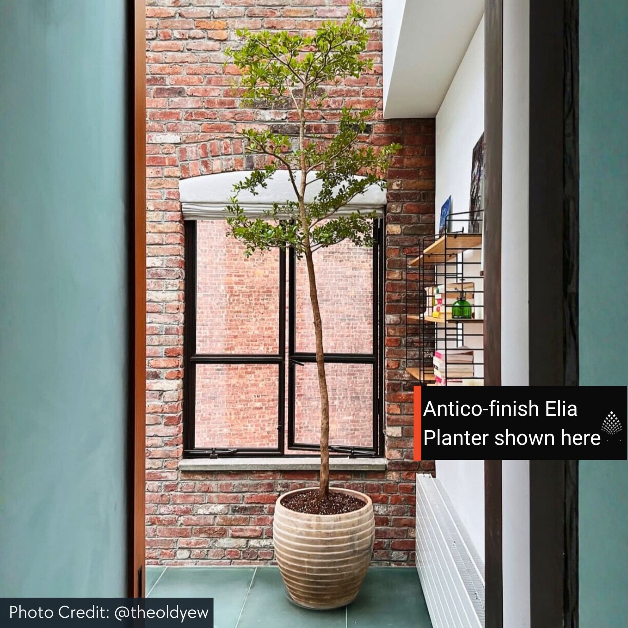 Elia Set of 5 Terra Cotta Planters - Campania #6820