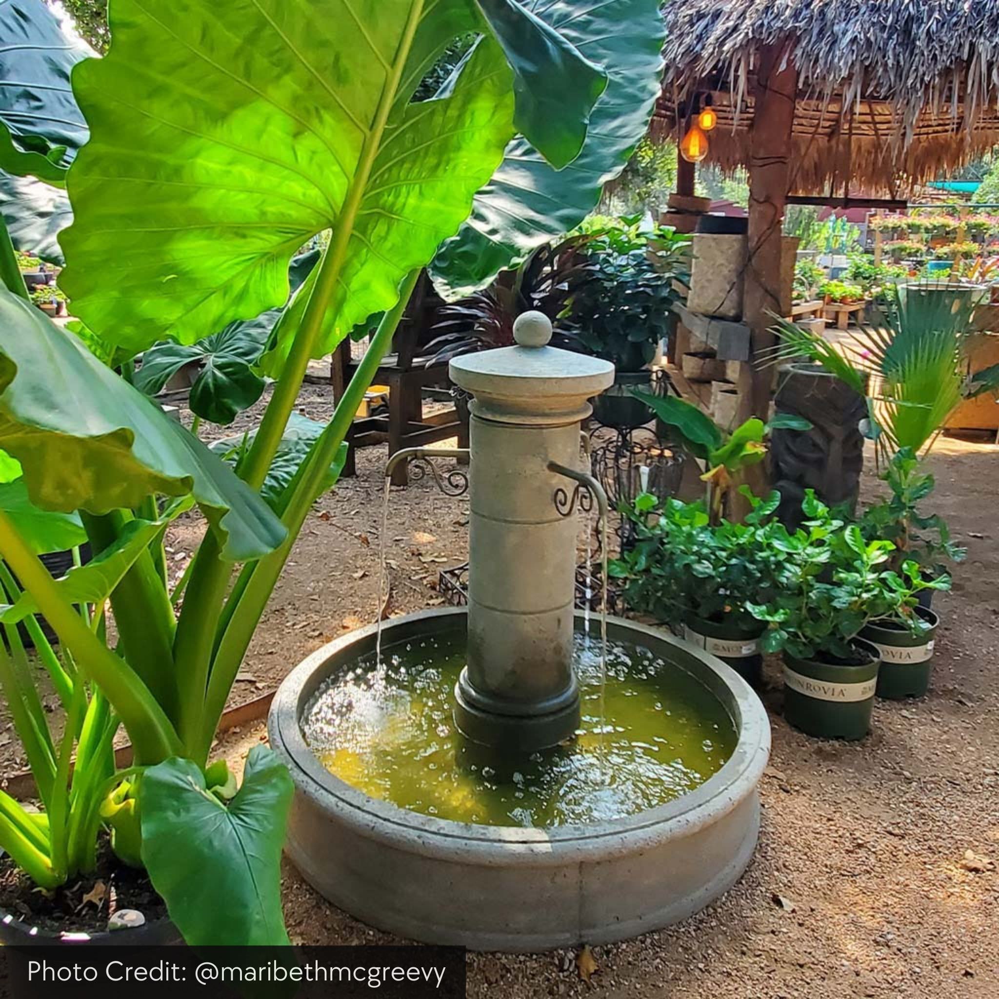 Avignon Concrete Fountain - Campania #FT290