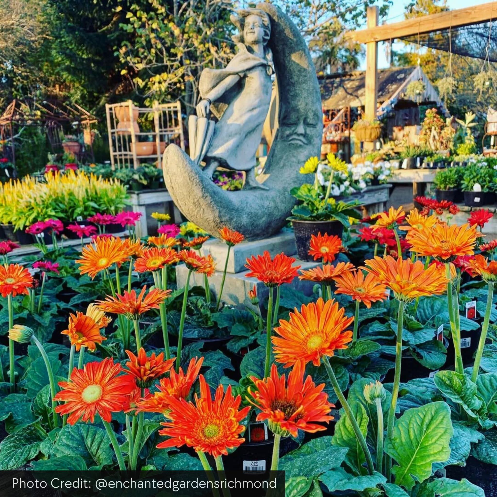 Once Upon a Moon Concrete Garden Statue - Campania #S491