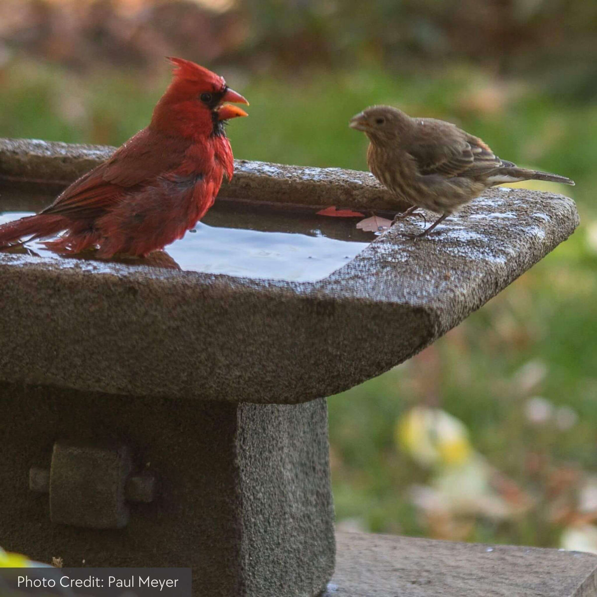 Kyoto Concrete Bird Bath - Campania #B068