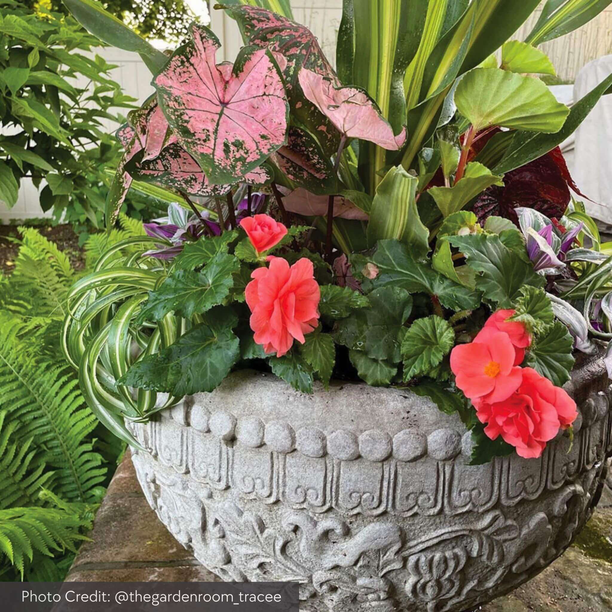Jaipur Concrete Bowl Planter - Campania #P772