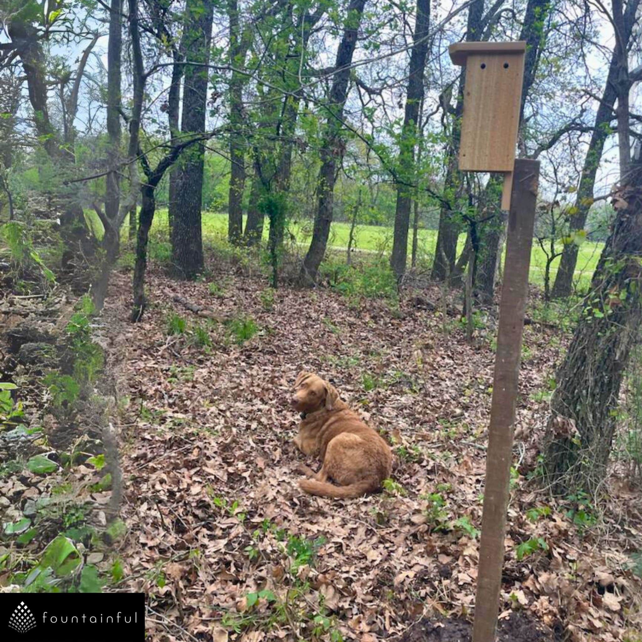 Bluebird House/Nesting Box - Cedar Wood | Winter Woodworks