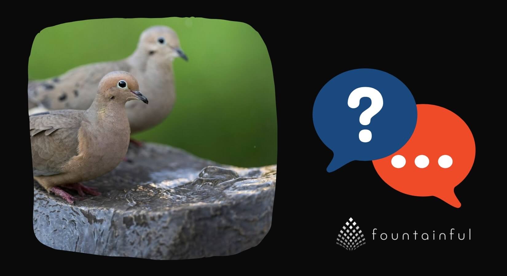 Q & A Series: Bird Bath Care (with Tips for Every Season!)