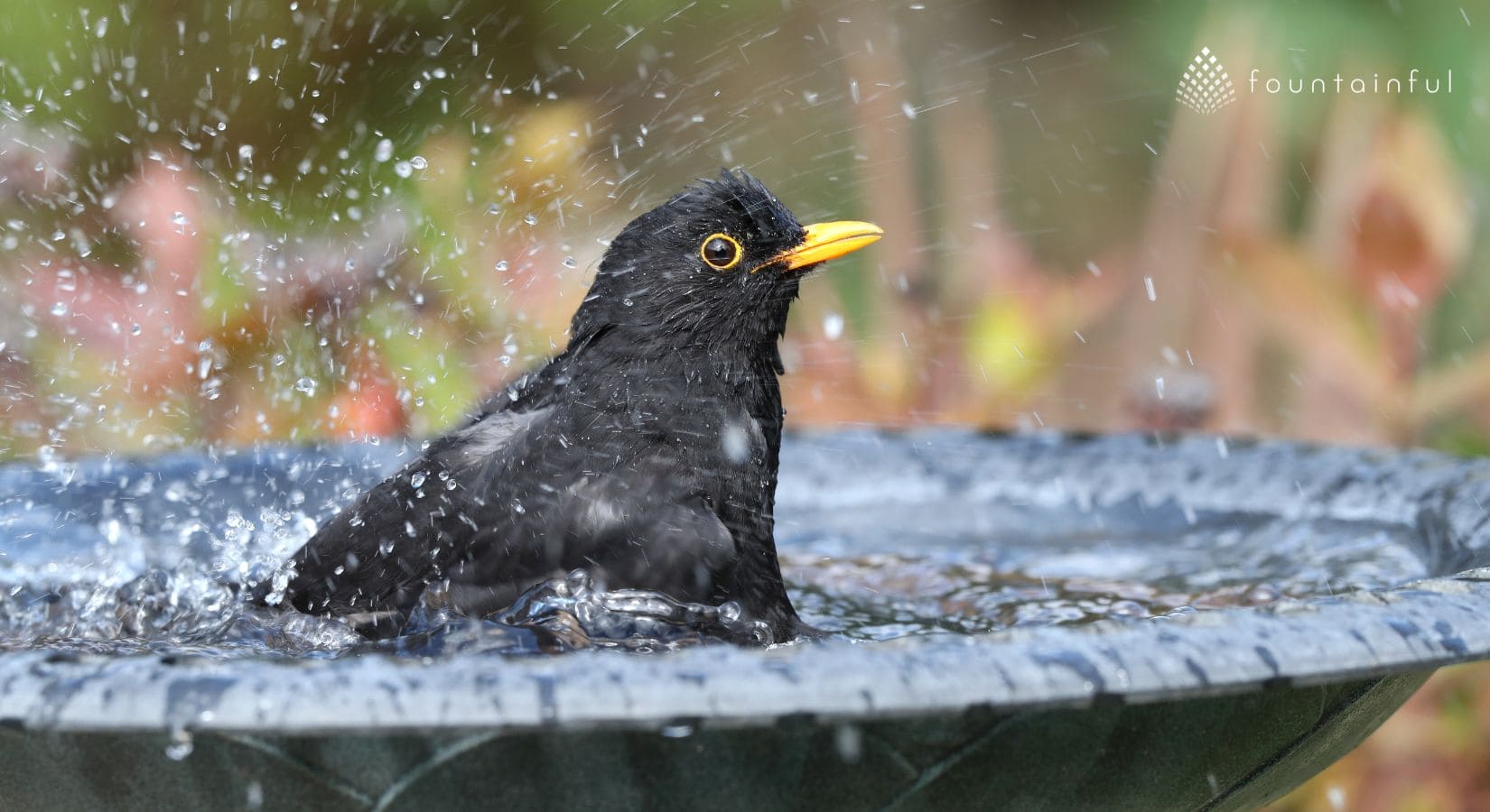 Where to Place a Bird Bath: Best Locations & Common Mistakes