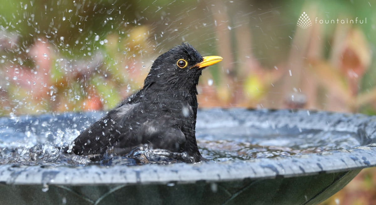 Where to Place a Bird Bath: Best Locations & Common Mistakes