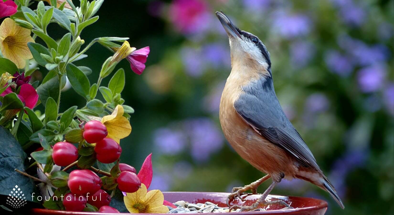 How To Create A Bird Friendly Garden