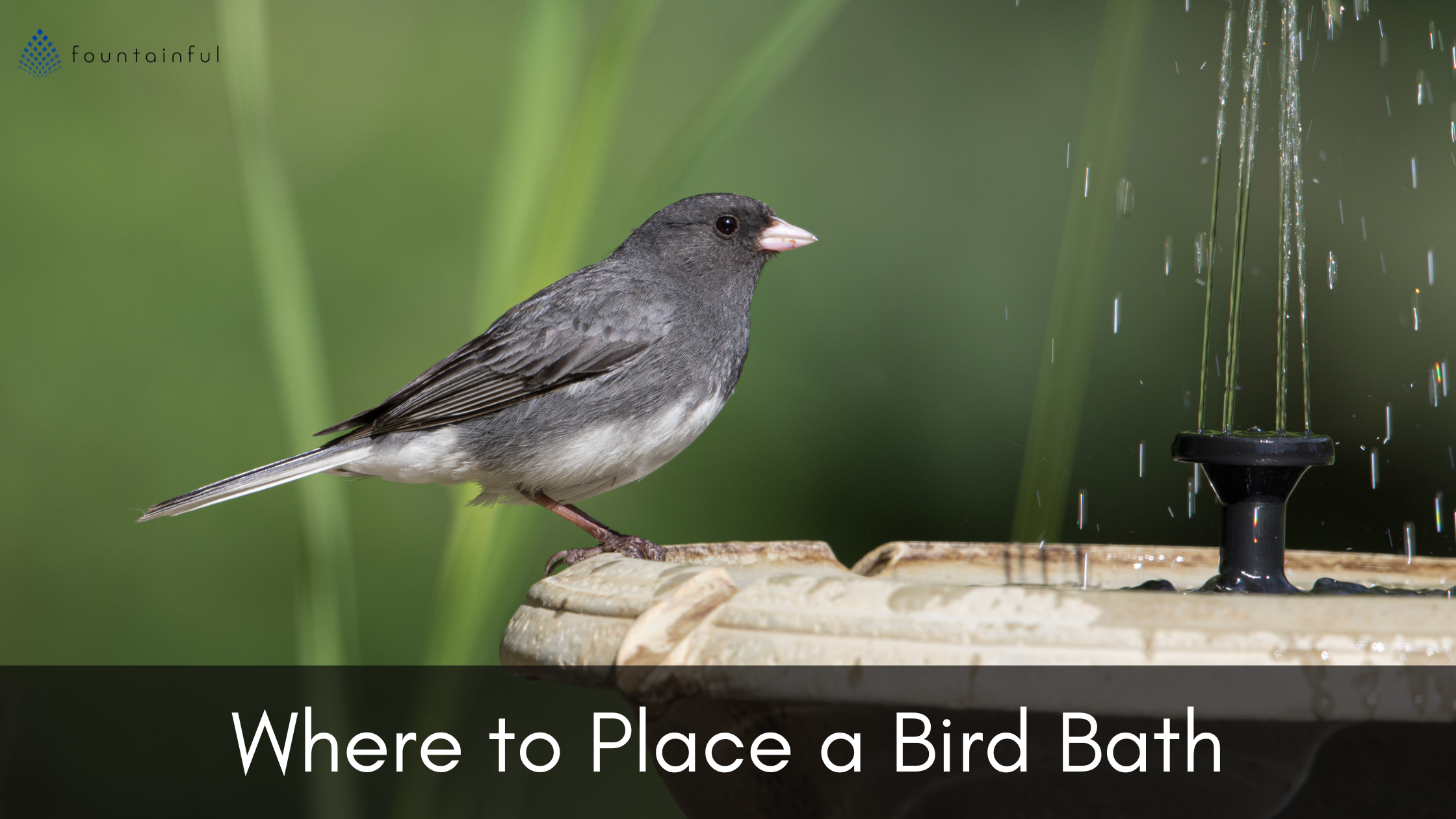 Where to Place a Bird Bath: A Complete Guide