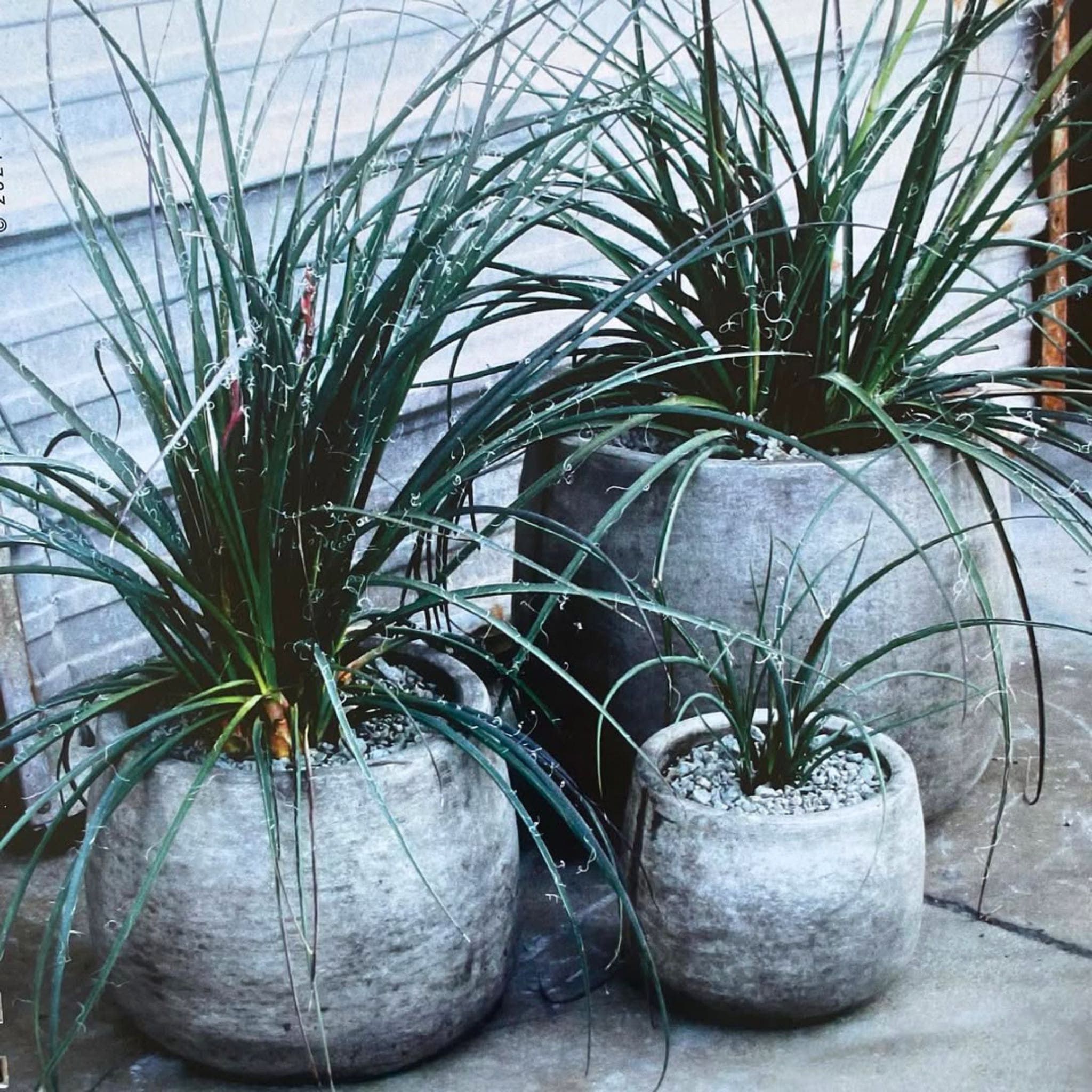 Honey Jar Concrete Planters - Fiore #610