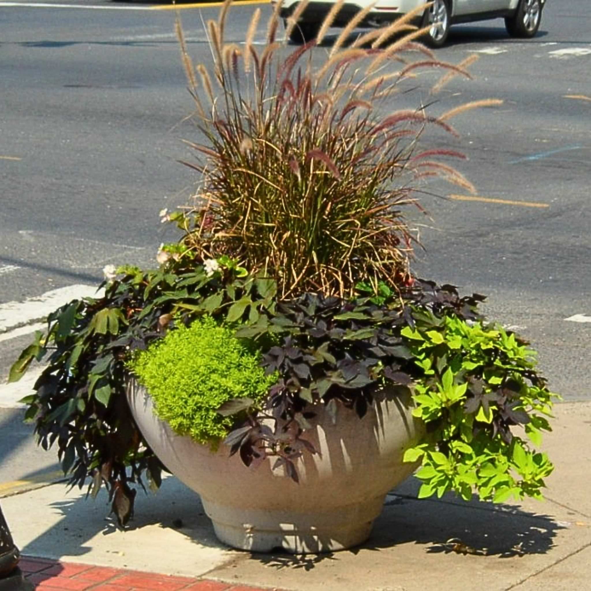 Deco 3FT Concrete Bowl Planter - Architectural Collection