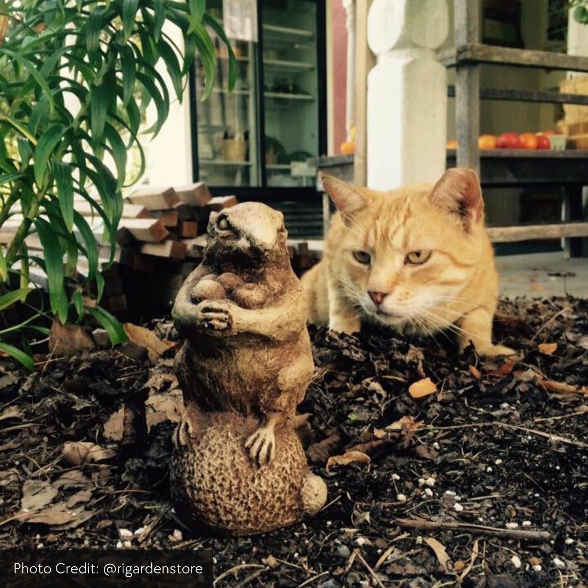 Autumn Chipmunk Concrete Garden Statue - Campania #A350