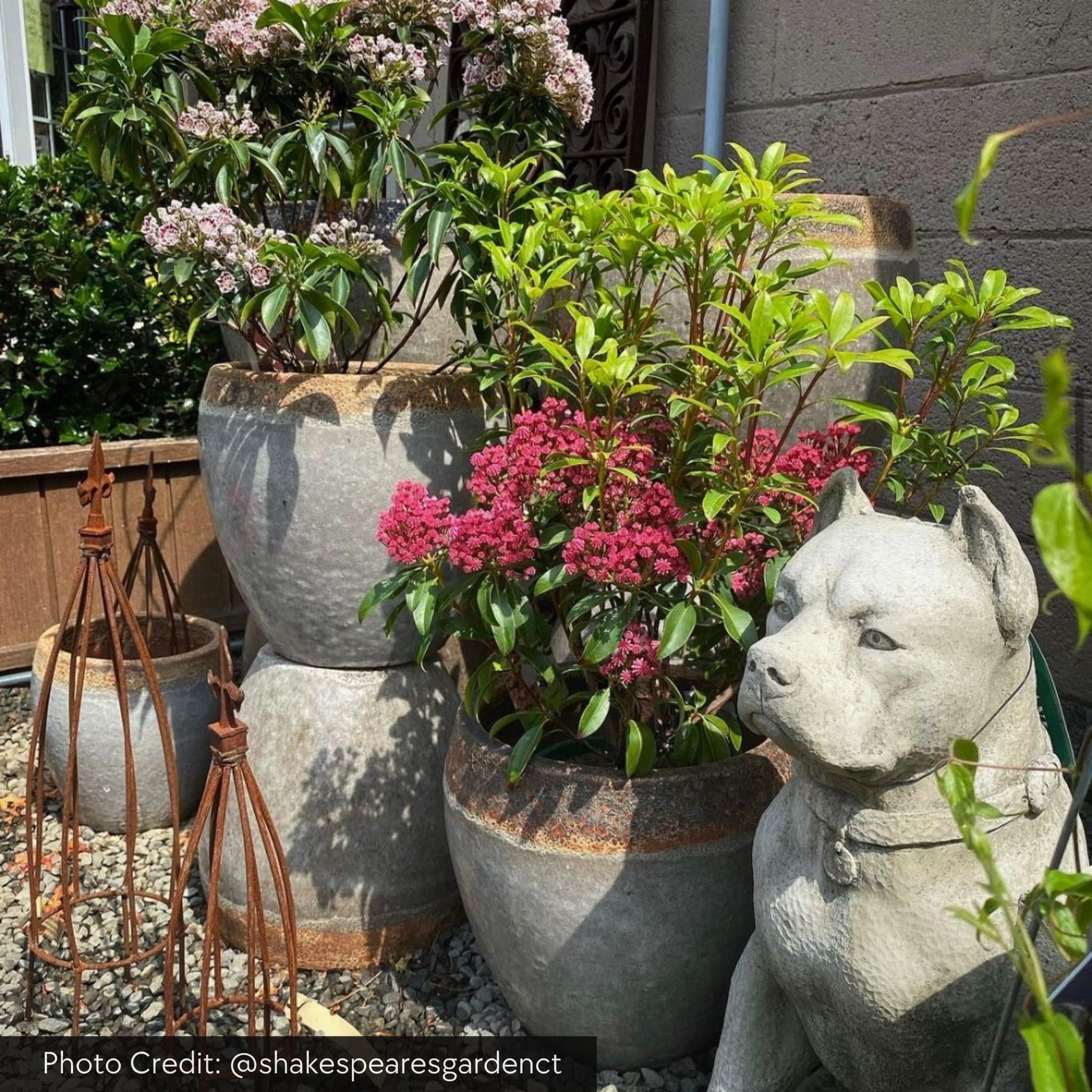 Lucky Concrete Garden Statue - Campania #A596