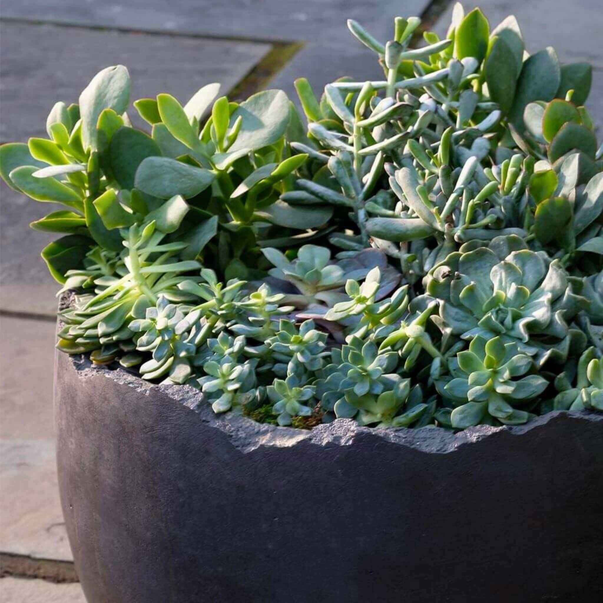 aa succulents Campania International | Broken Grade AA Egg Planter Nero Nuovo