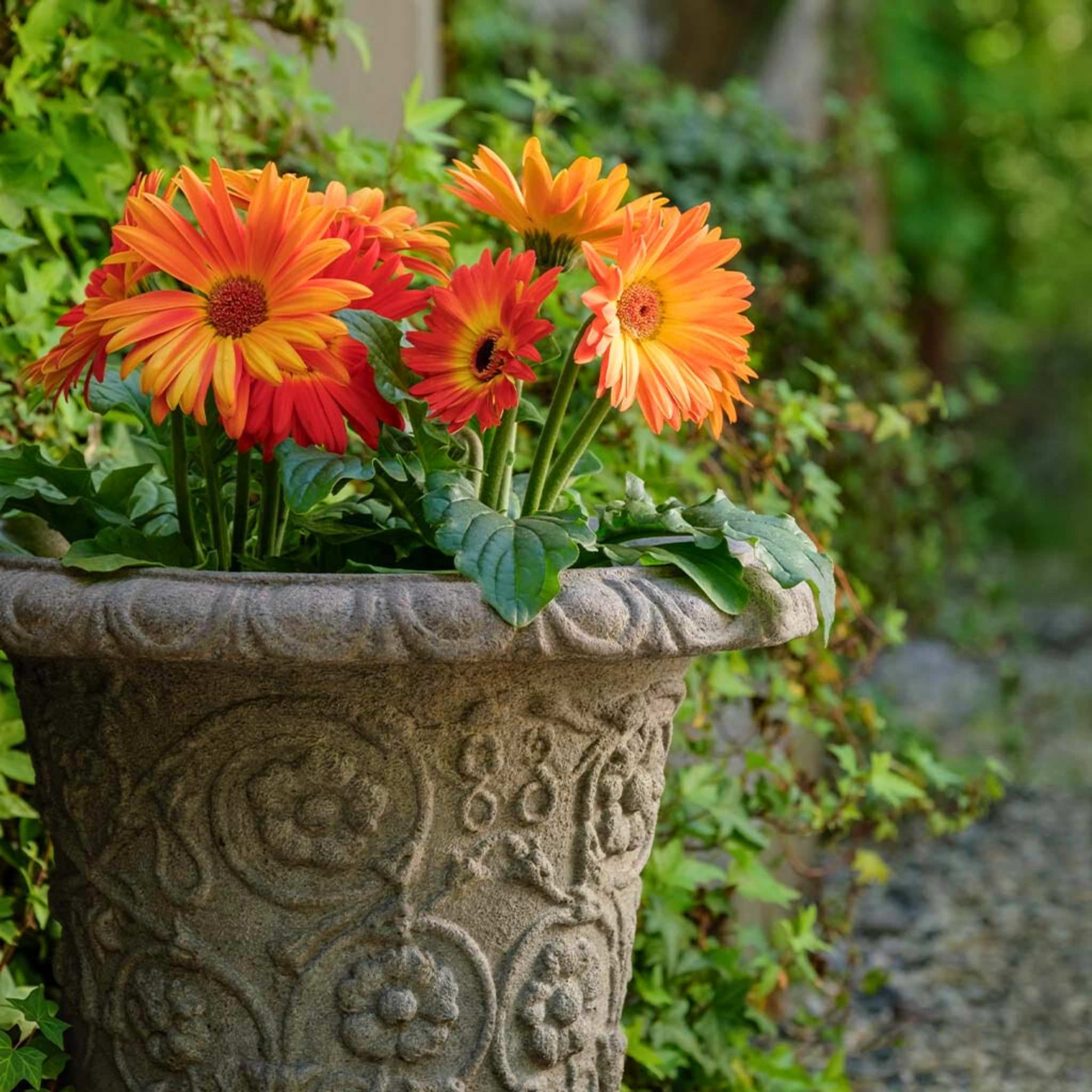 Minerva Concrete Planter - Campania #P982