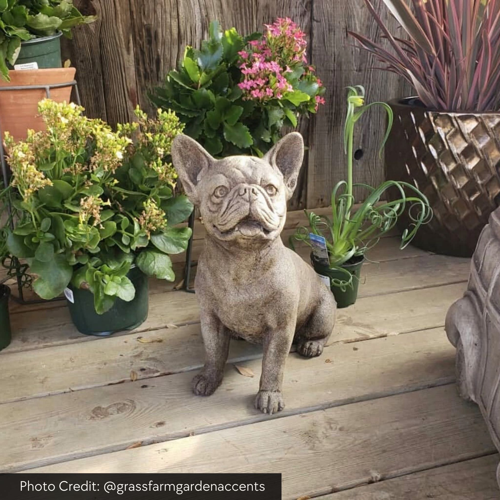 Frenchie Concrete Garden Statue - Thumbnail 3