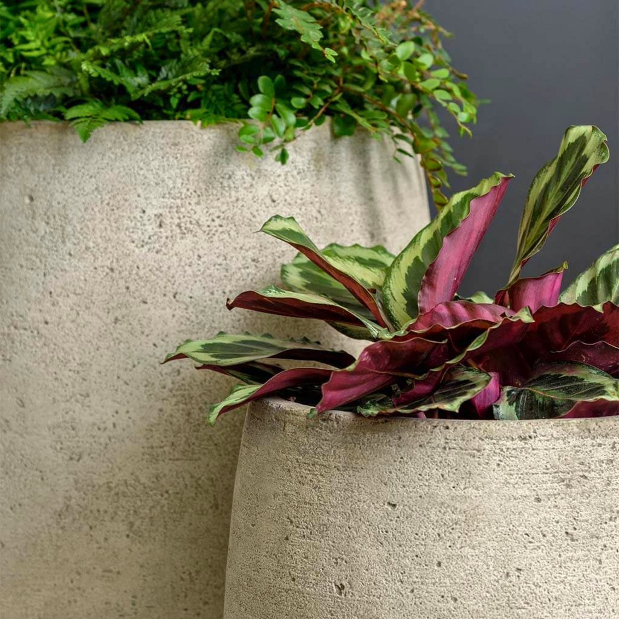 Bebel Concrete Vase Planter - Thumbnail 2