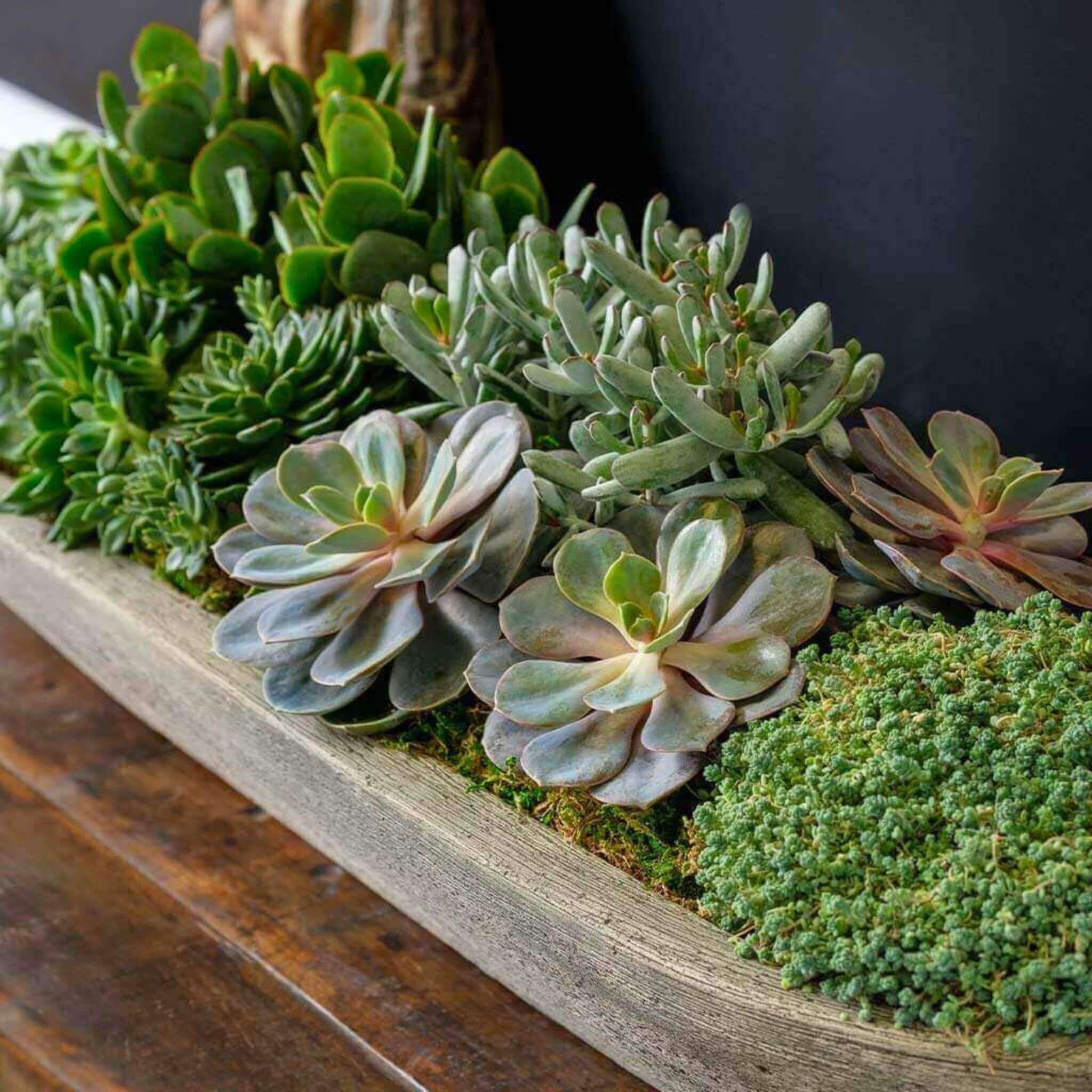 Campania International Barca Planter