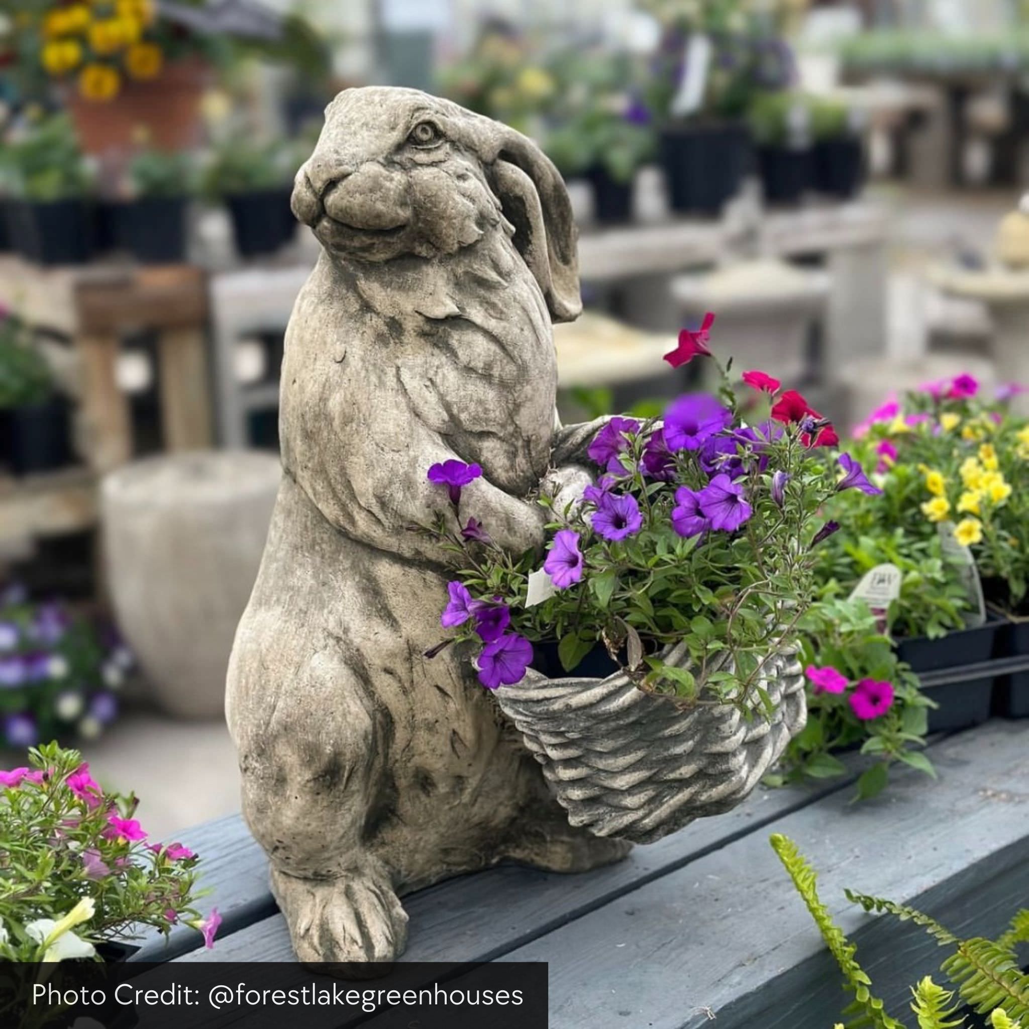 Spring Hare Concrete Garden Statue - Campania #A580