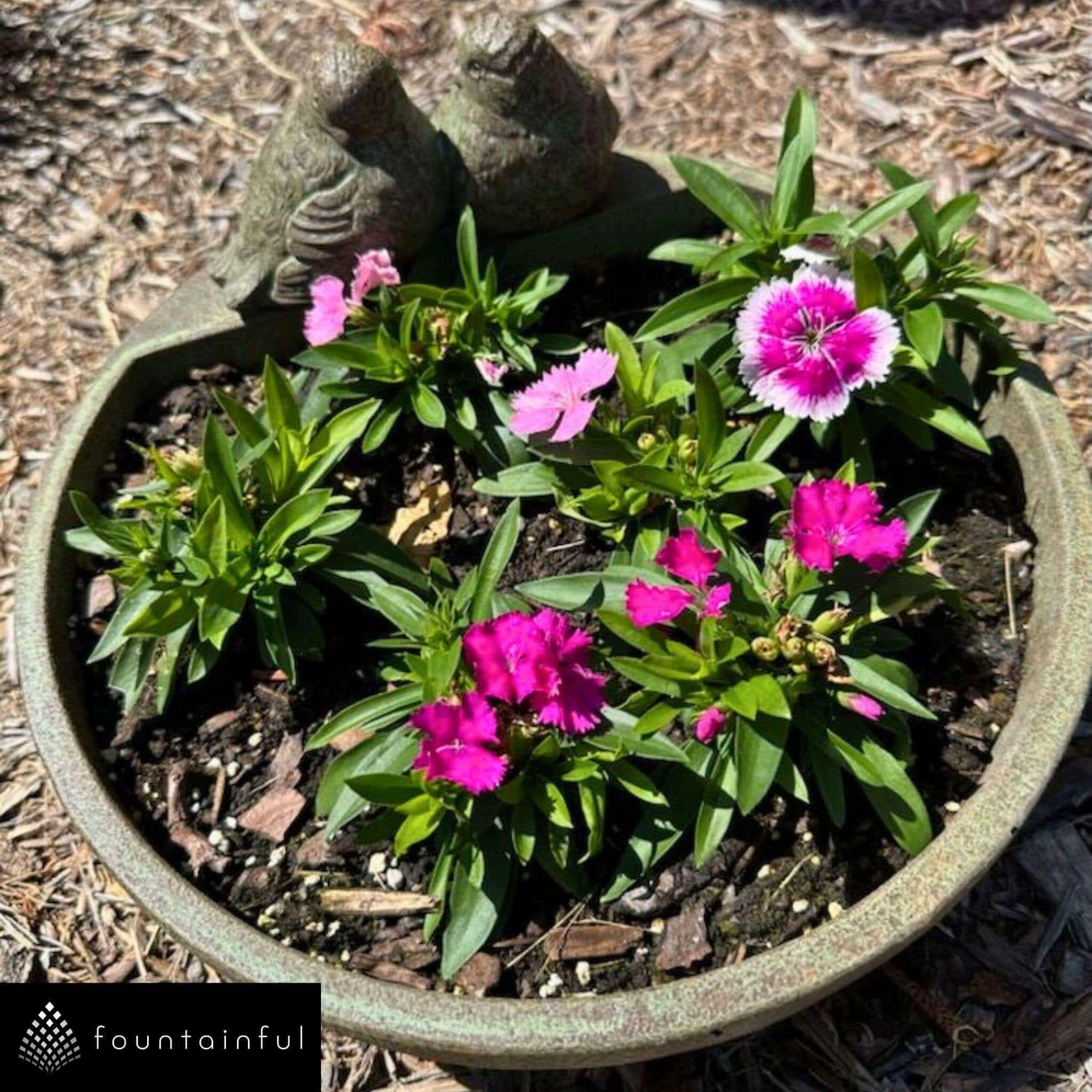 Lovebird Concrete Bowl Planter - Campania #P900