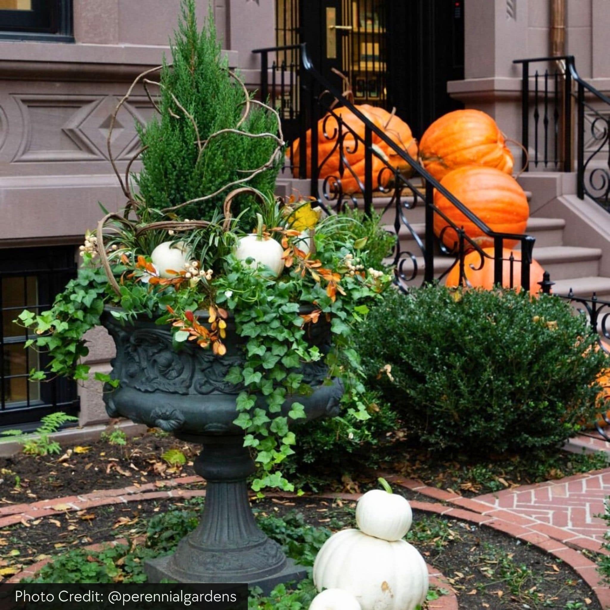 Smithsonian Morning Glory Concrete Urn Planter - Campania
