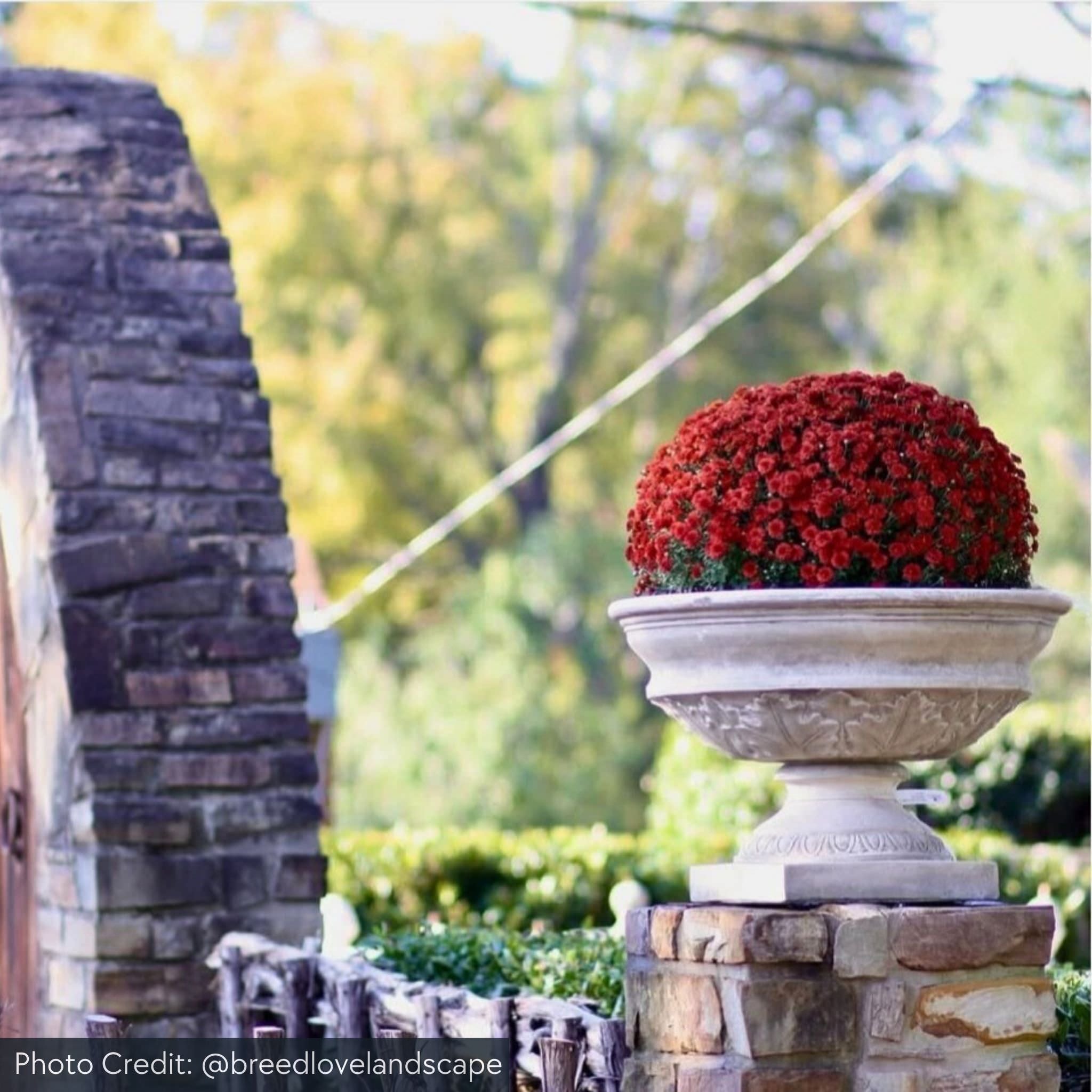 Coachhouse Concrete Urn Planter - Campania #P595