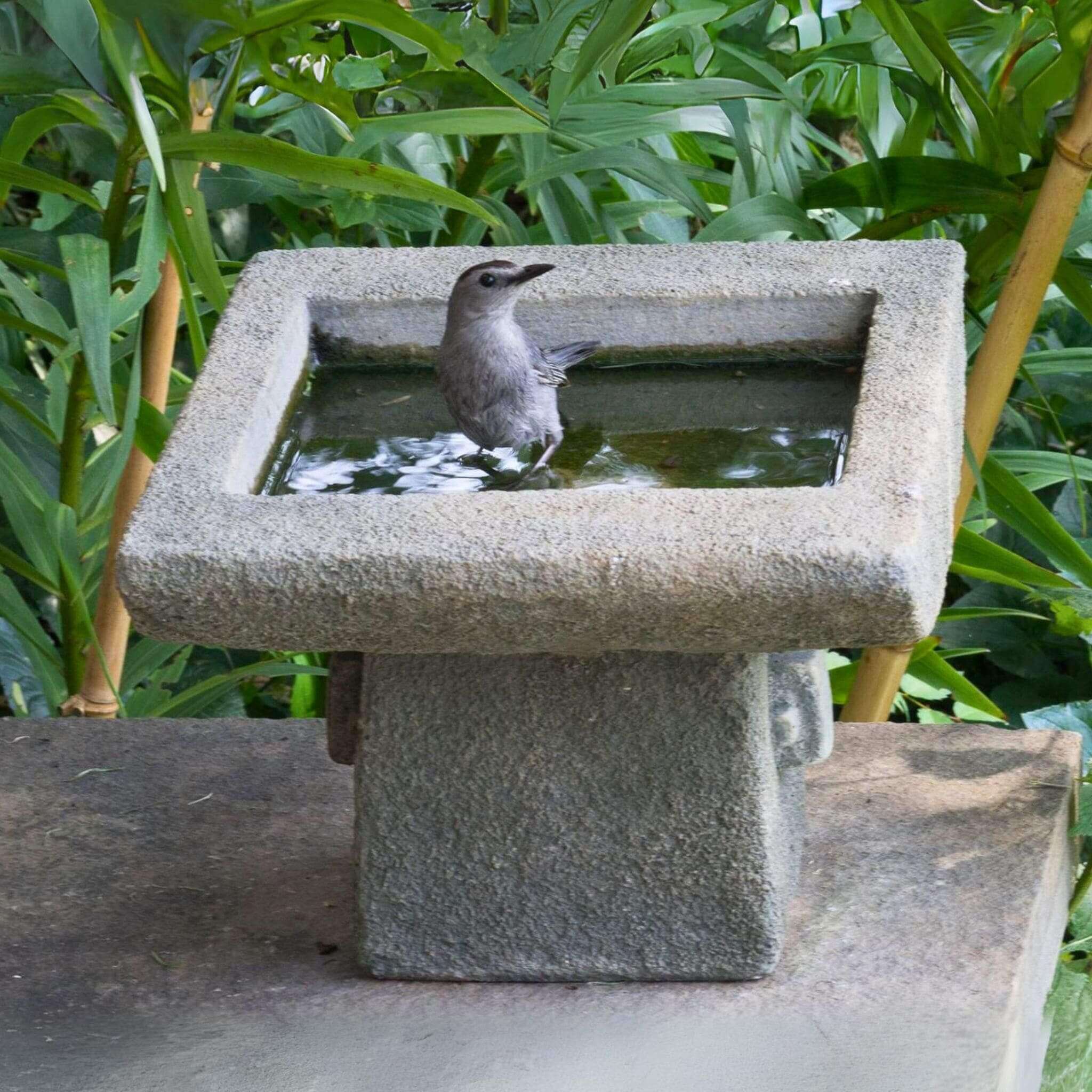 Kyoto Concrete Bird Bath - Campania #B068