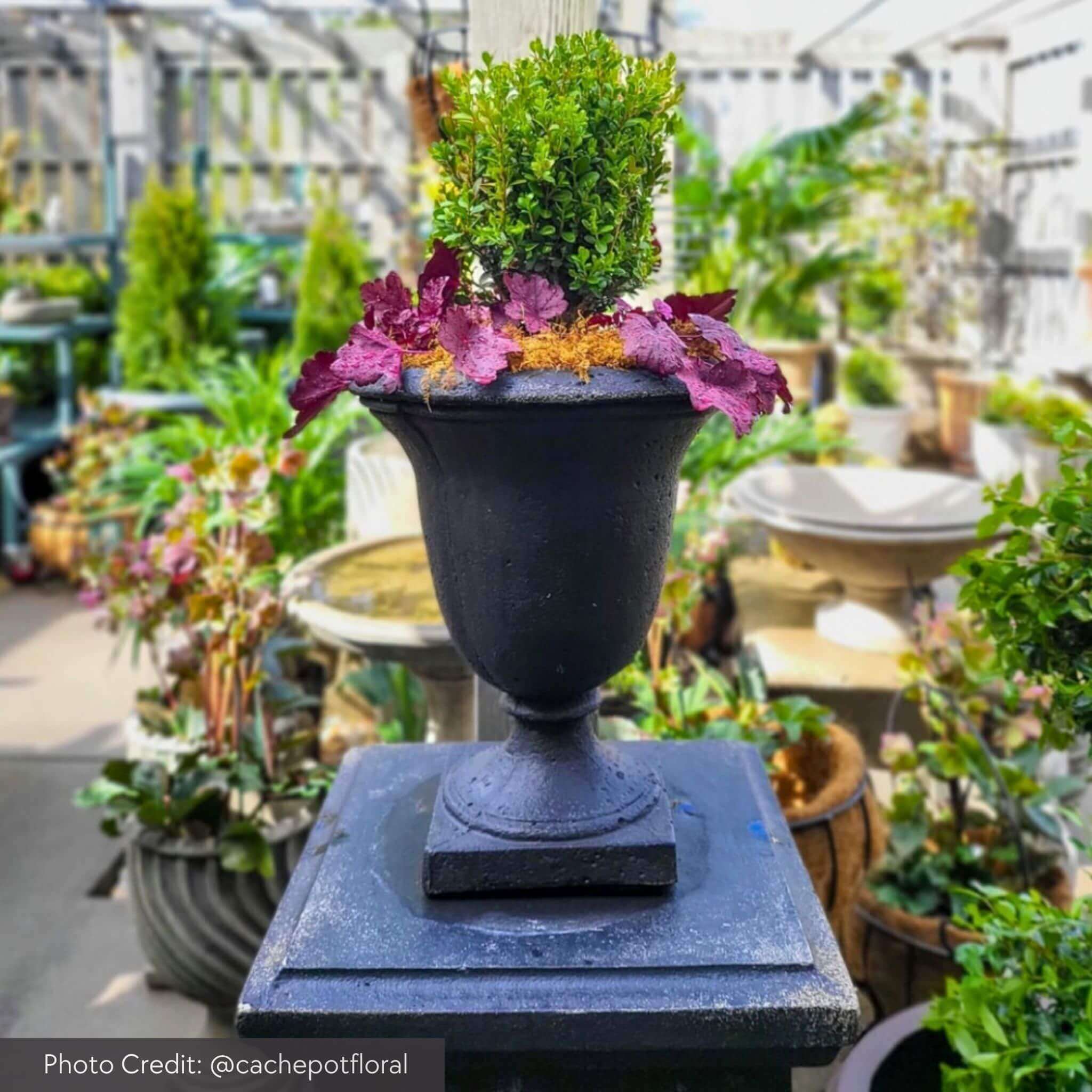 Linwood Concrete Urn Planter - Campania