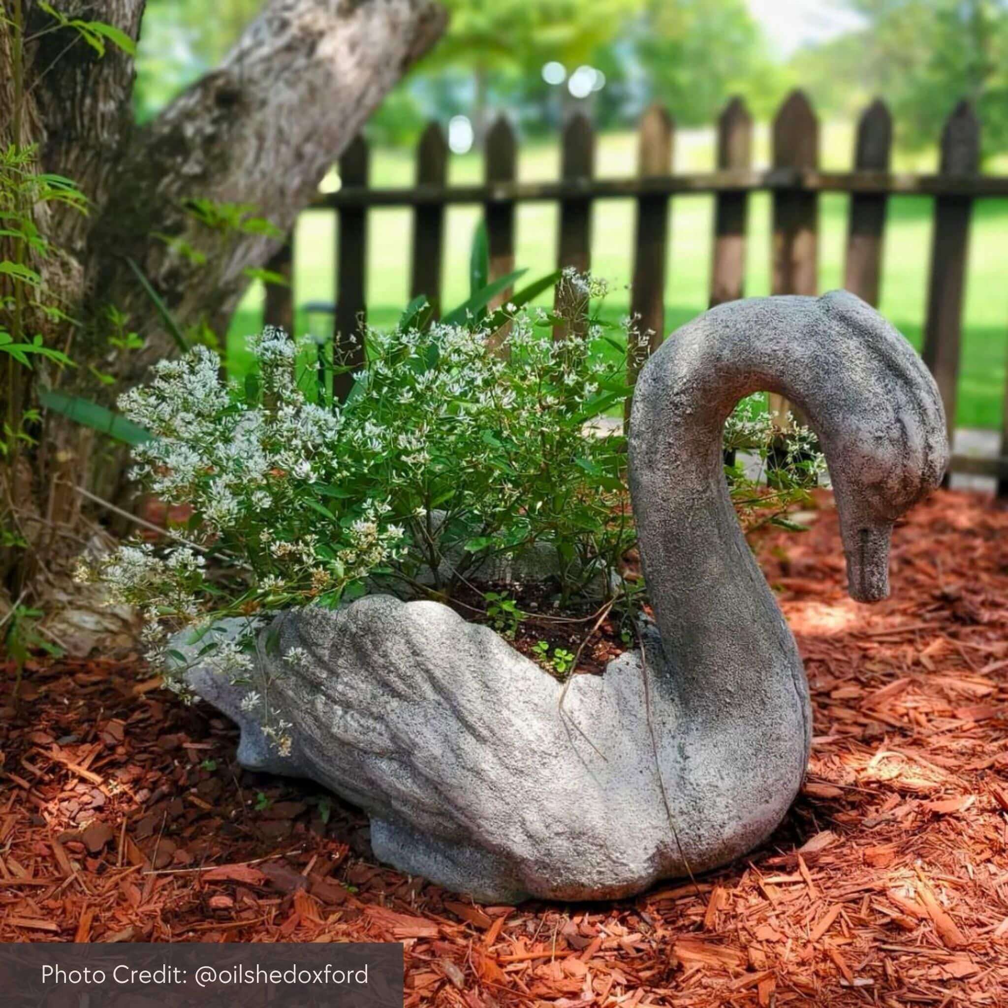 Newport Swan Concrete Planter - Campania #P678