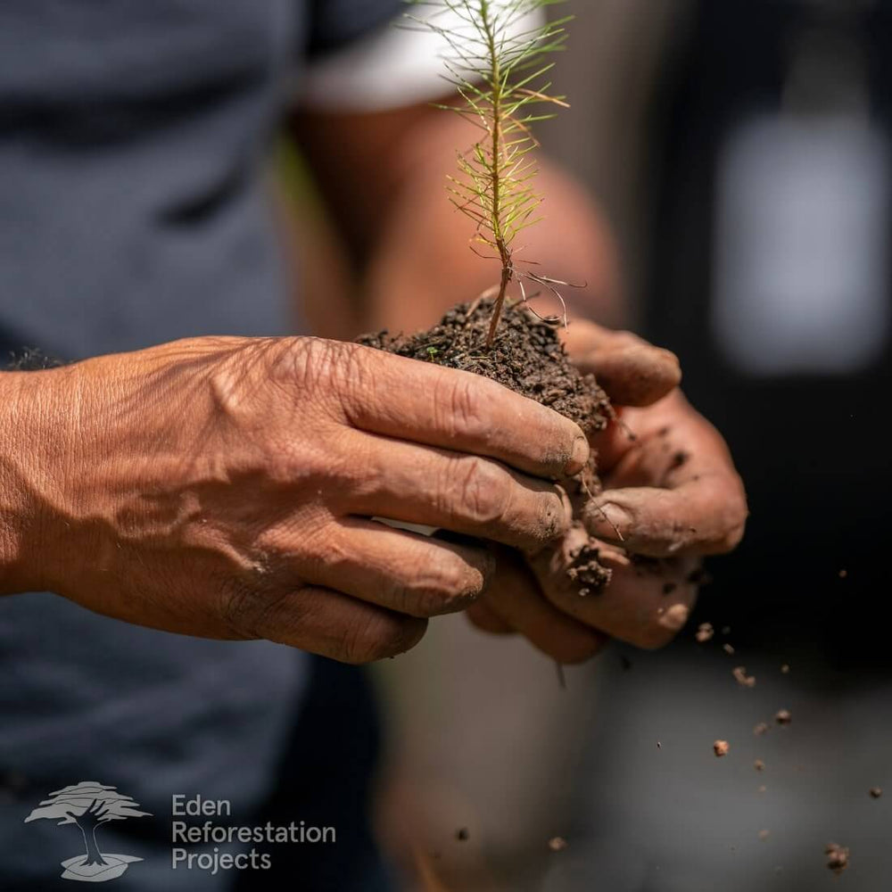 Tree Planting Program
